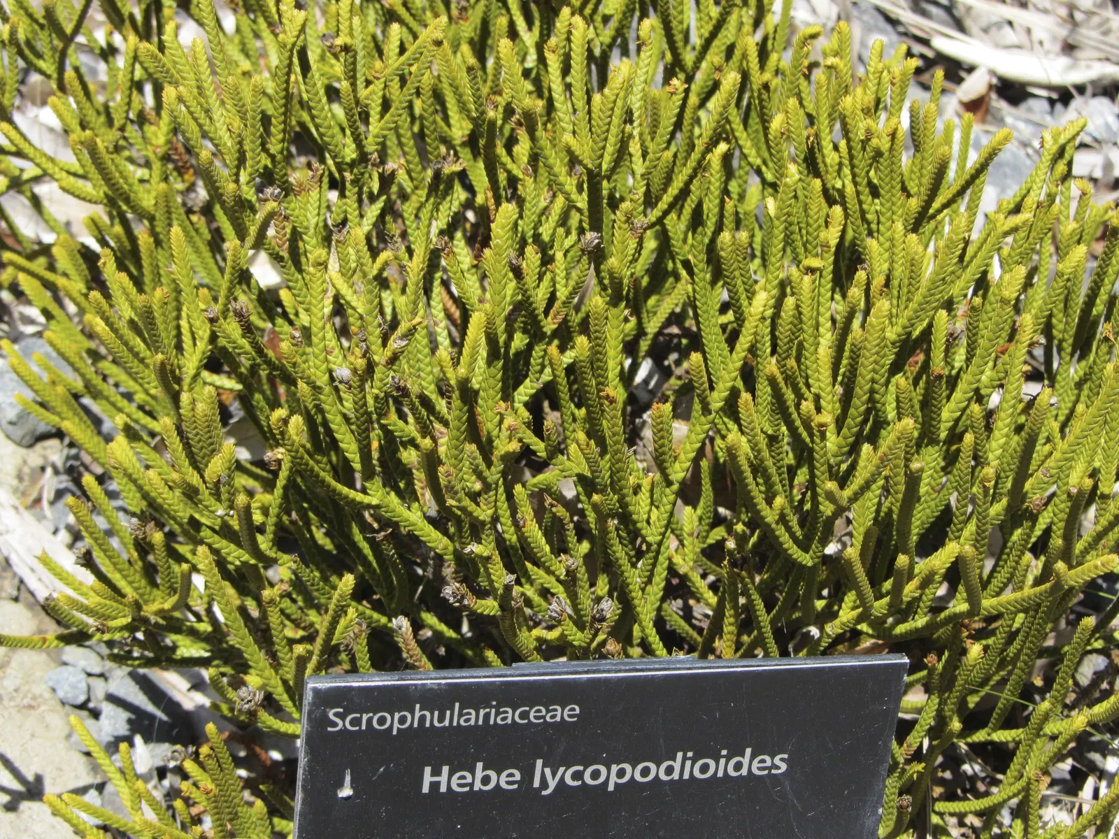 Dwarf Boxleaf Hebe (Hebe Buxifolia) — shrub for full or half