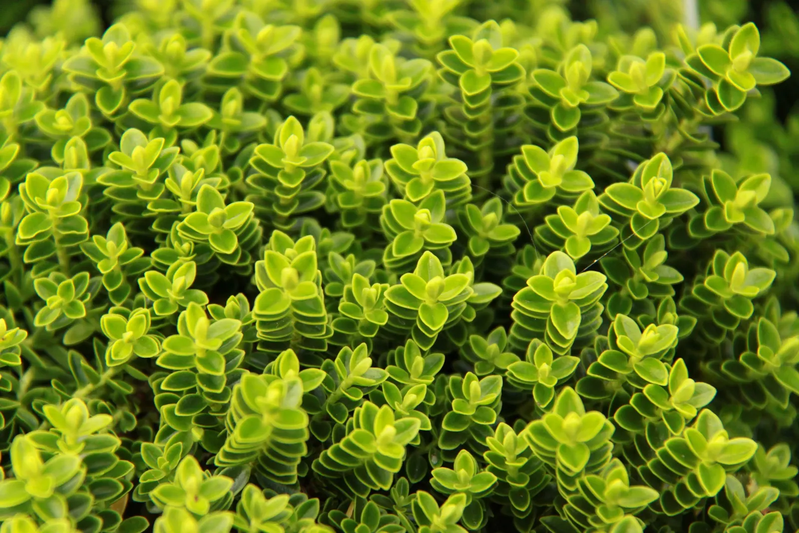 Dwarf Boxleaf Hebe (Hebe Buxifolia) — the foliage of Dwarf Boxleaf Hebe presents a dark green