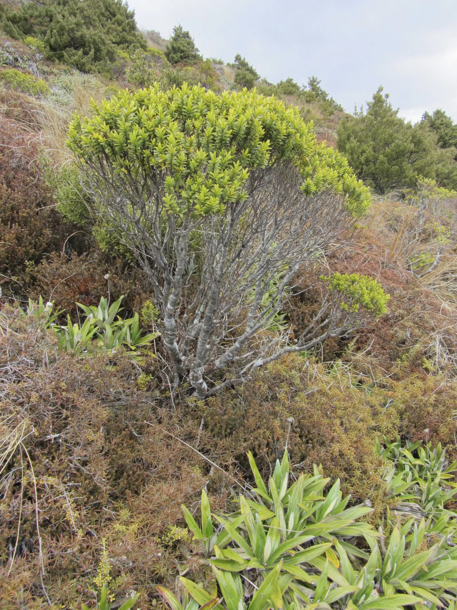 Dwarf Boxleaf Hebe (Hebe Buxifolia) — It thrives in USDA zones 7-10, preferring full sun to partial shade and well-drained soil; shrub with white blooms