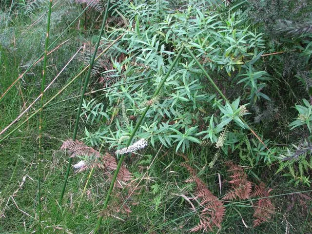 Dwarf Boxleaf Hebe (Hebe Buxifolia) — with the small blooms densely clustered along the terminal ends of the branches
