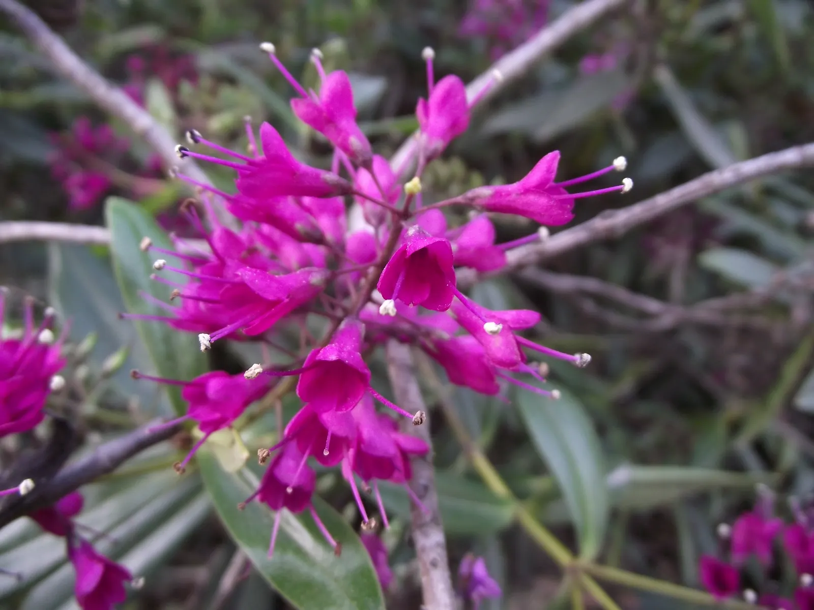 Dwarf Boxleaf Hebe (Hebe Buxifolia) — typically growing to a mature height and width of 2 to 3 feet