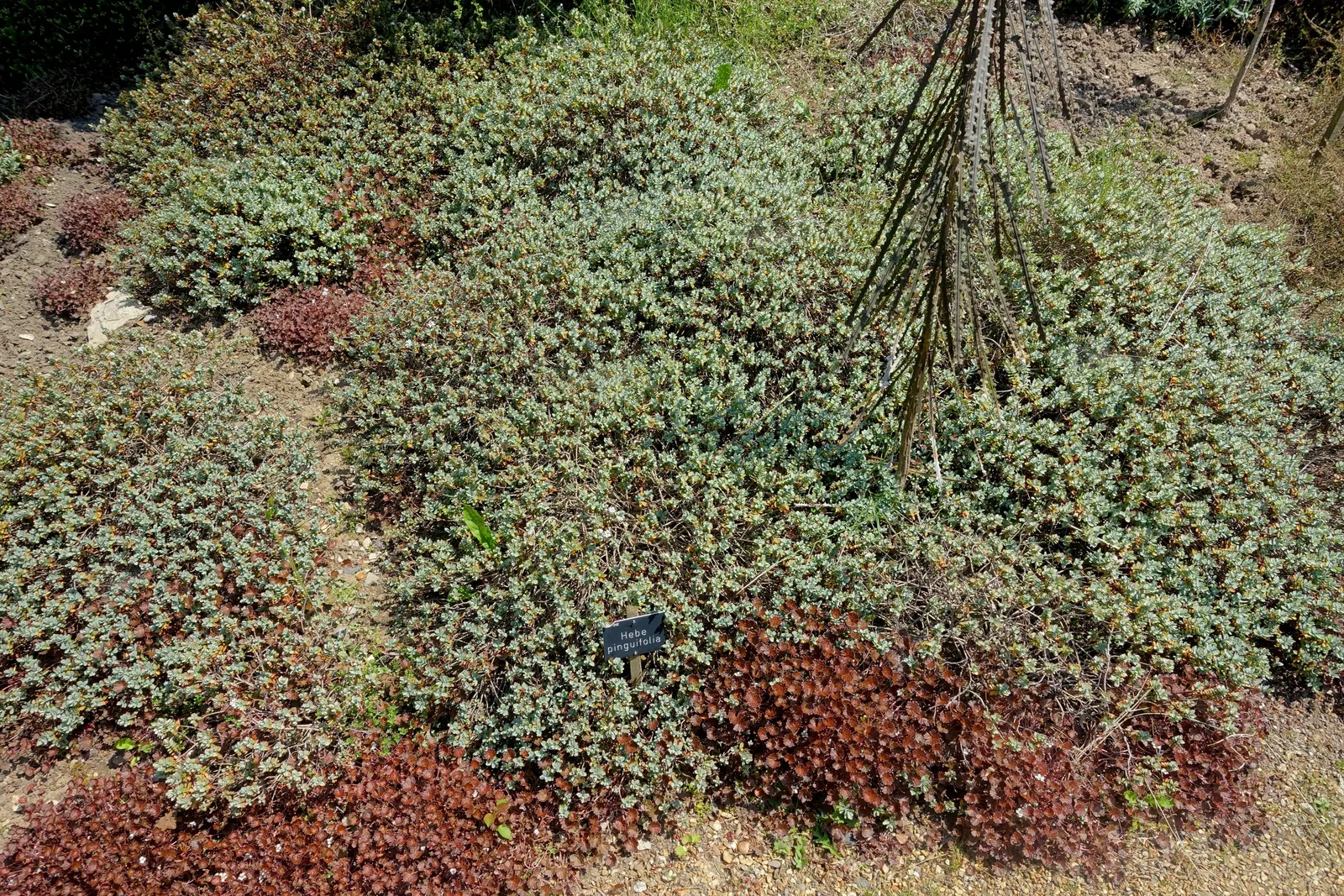 Dwarf Boxleaf Hebe (Hebe Buxifolia) — attracting bees and butterflies to the garden.<br><br>For optimal growth