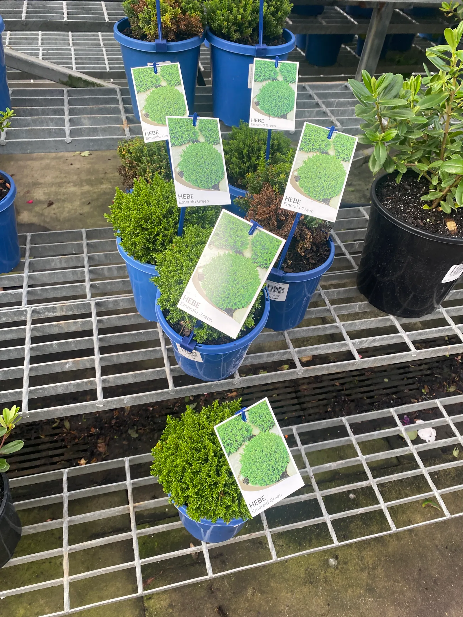 Dwarf Boxleaf Hebe (Hebe Buxifolia) — This evergreen shrub showcases rich green; making it a suitable choice for borders