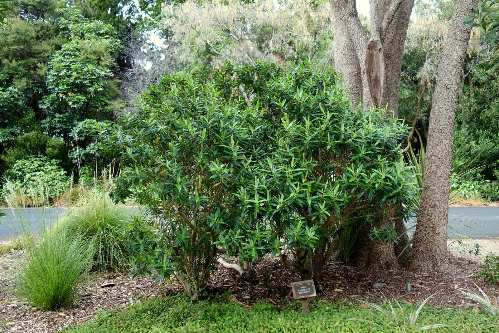Dwarf Boxleaf Hebe (Hebe Buxifolia) — Drought-tolerant once established, it's ideal for rock gardens, low hedges, or as a ground cover; scientifically known as