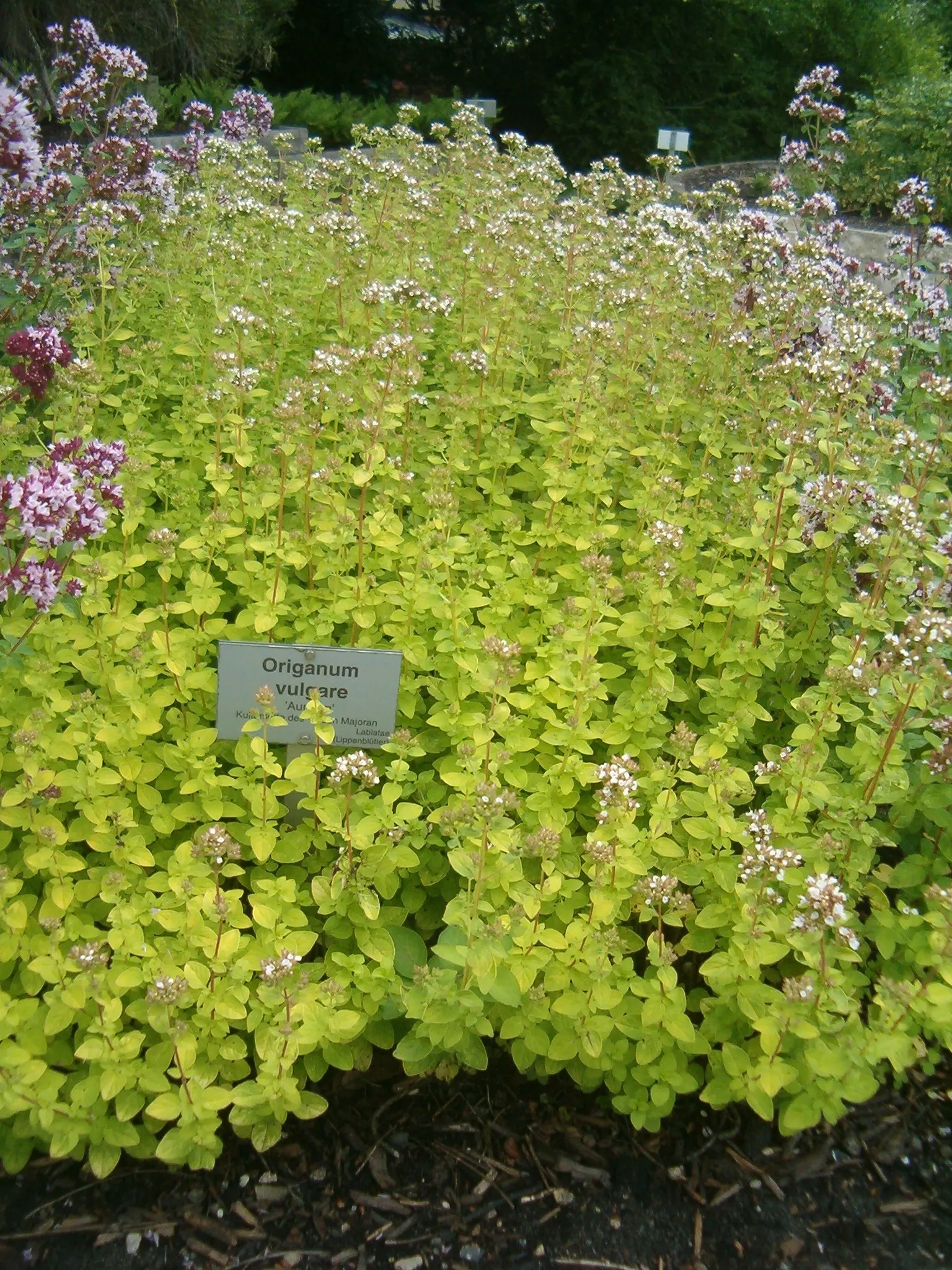 Golden Oregano (Origanum Vulgare 'Aureum') — commonly referred to as Golden Oregano