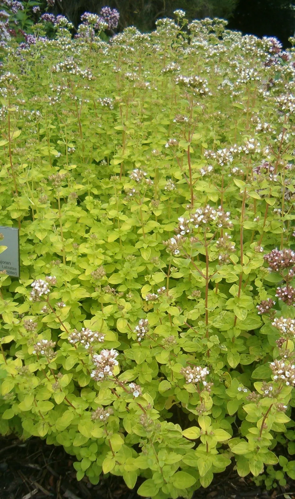 Golden Oregano (Origanum Vulgare 'Aureum') — Culinary use is similar to regular oregano, but with a milder flavor