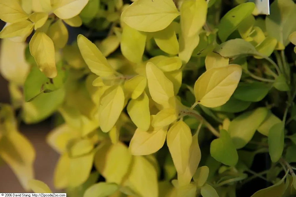Golden Oregano (Origanum Vulgare 'Aureum') — While it tolerates a range of soil types, it thrives in conditions that mimic its Mediterranean origin