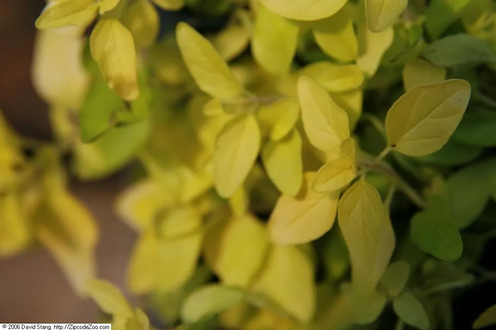 Golden Oregano (Origanum Vulgare 'Aureum') — This perennial stands 18 inches tall and spreads up to 24 inches wide, thriving in full sun to partial shade