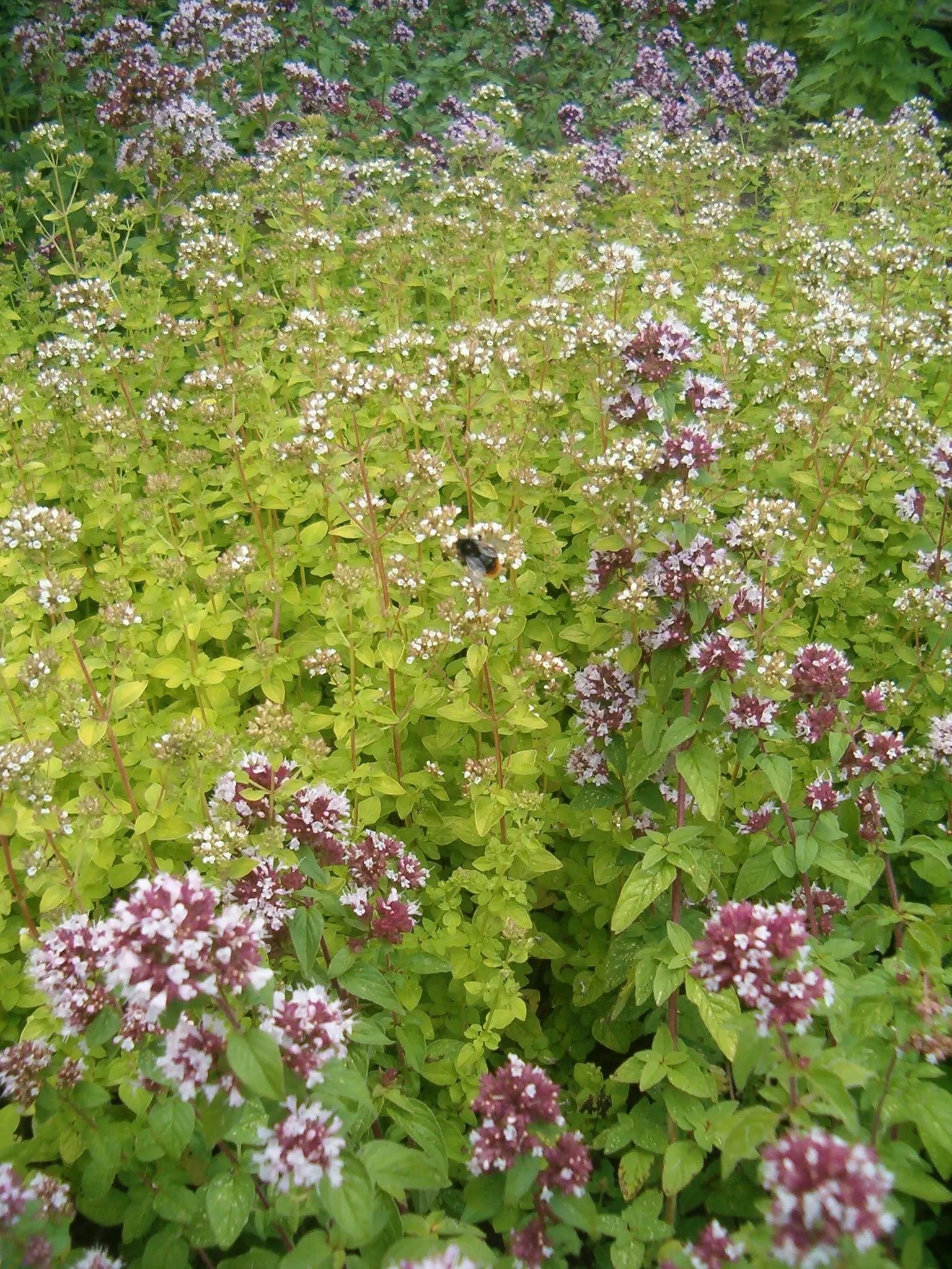 Golden Oregano (Origanum Vulgare 'Aureum') — making it a striking contrast to the traditional greenery in your garden