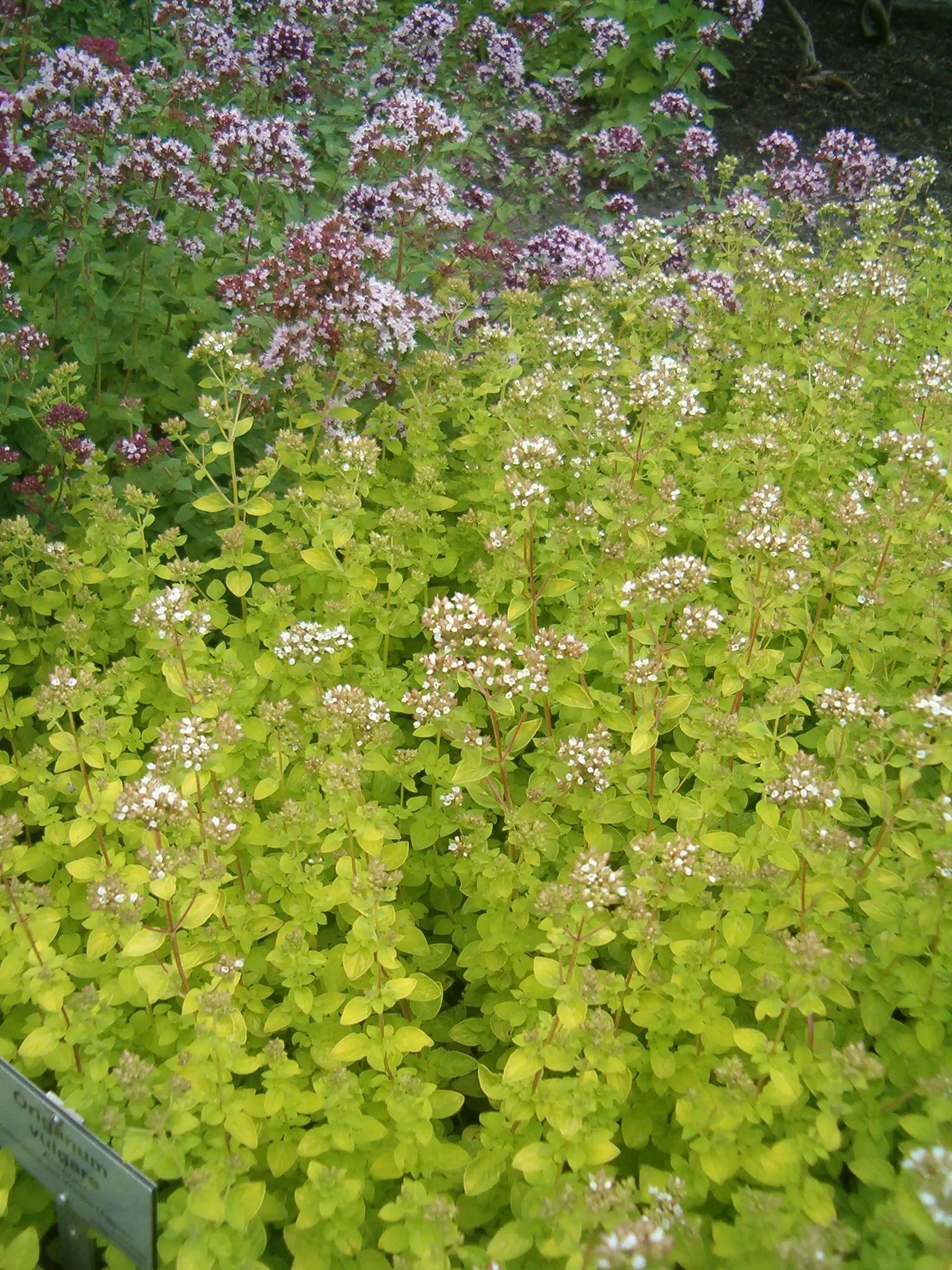 Golden Oregano (Origanum Vulgare 'Aureum') — Golden Oregano (Origanum vulgare 'Aureum') is a vibrant, aromatic herb featuring golden-yellow foliage