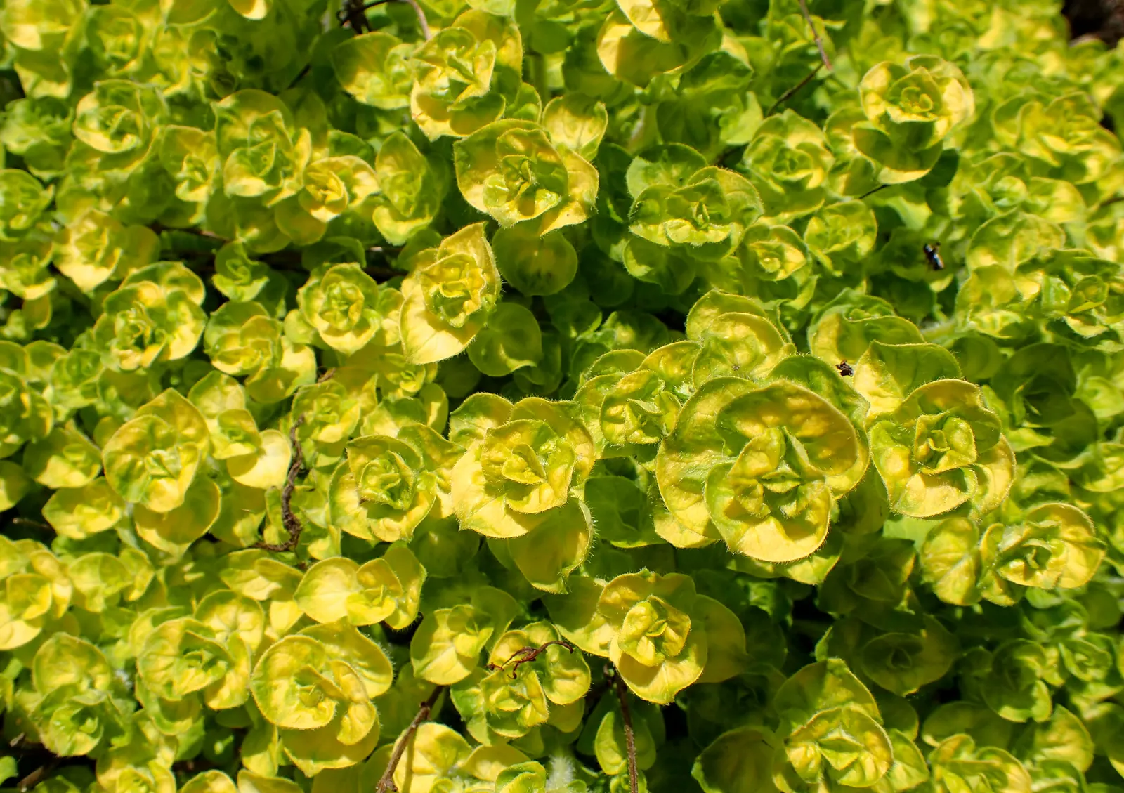 Golden Oregano (Origanum Vulgare 'Aureum') — It's best utilized in zones 4-9, adding color contrast to borders and herb gardens