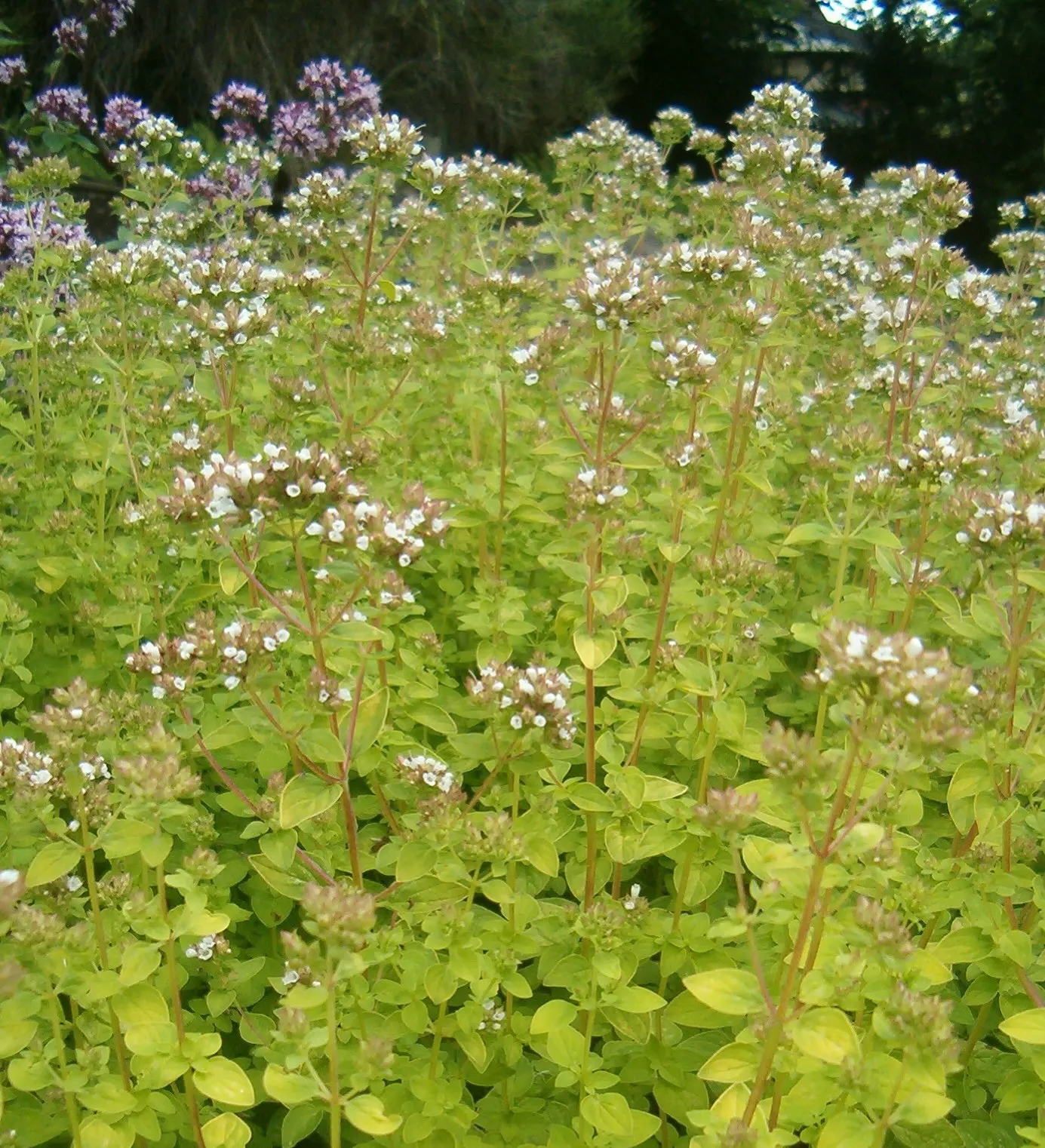 Golden Oregano (Origanum Vulgare 'Aureum') — This cultivar of the wild oregano species showcases a captivating display of golden-yellow leaves