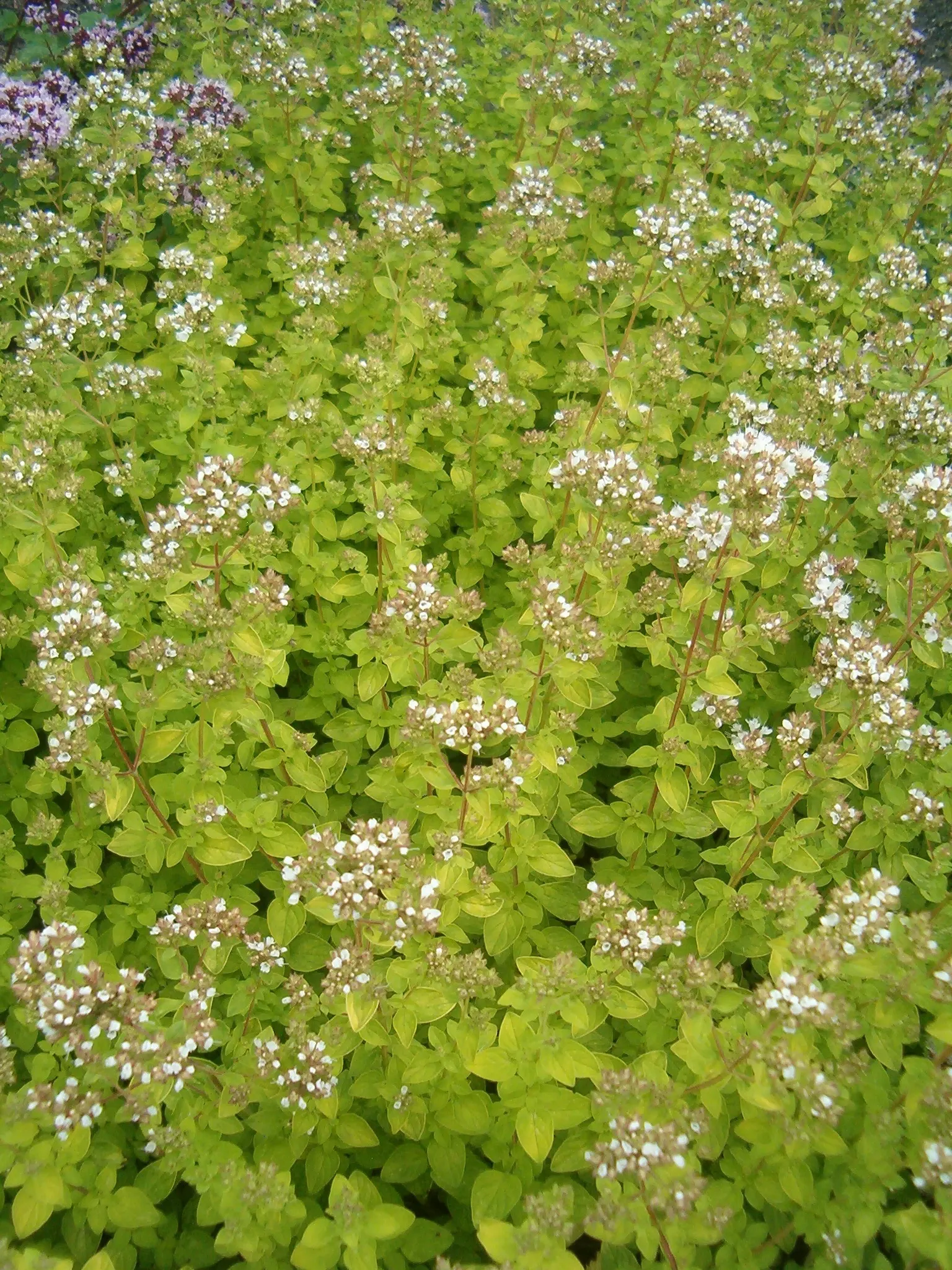 Golden Oregano (Origanum Vulgare 'Aureum') — Growing to an average height of 1 to 2 feet with a similar spread
