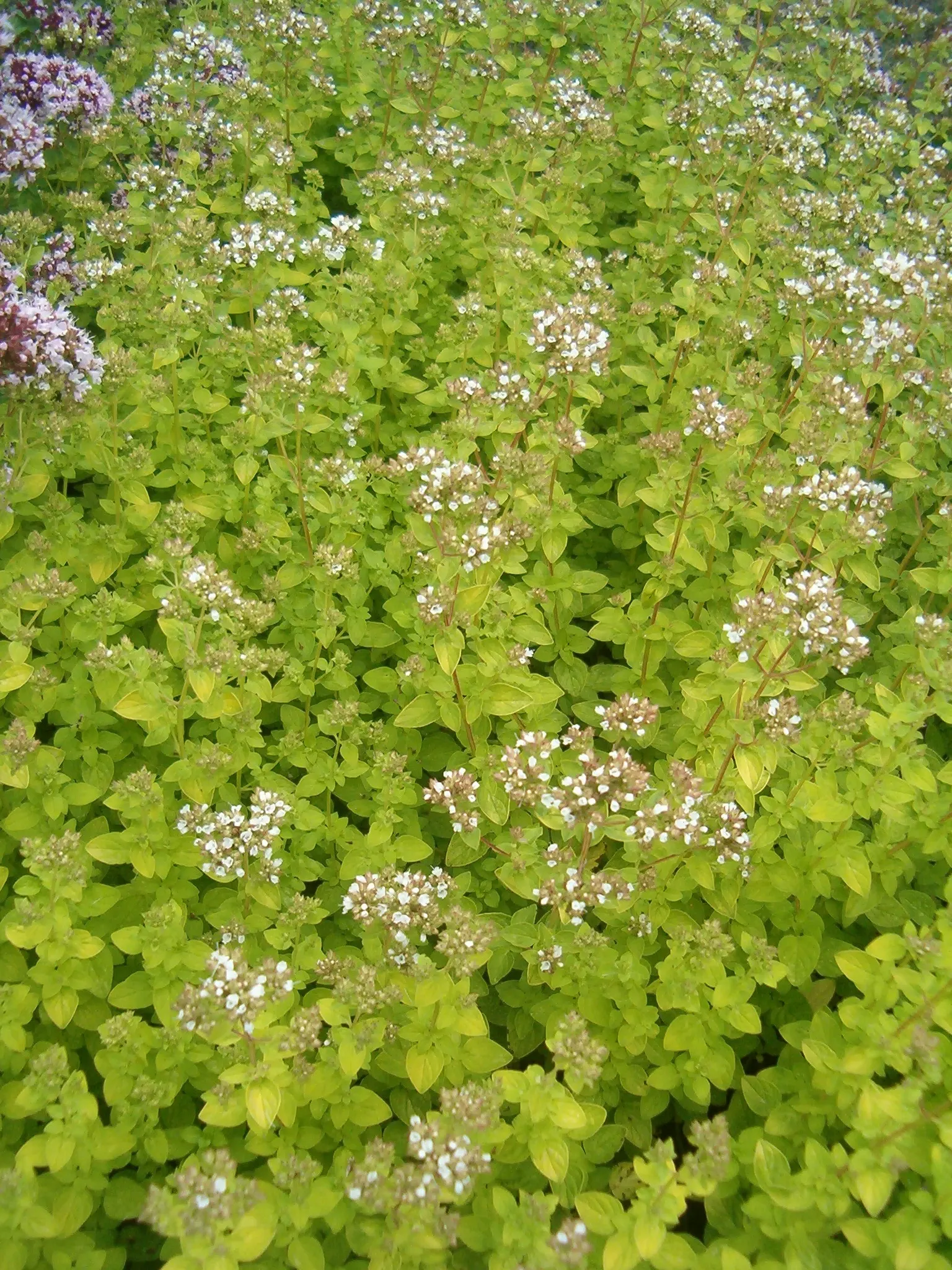 Golden Oregano (Origanum Vulgare 'Aureum') — Drought-tolerant once established, it offers a delightful fragrance and attracts pollinators