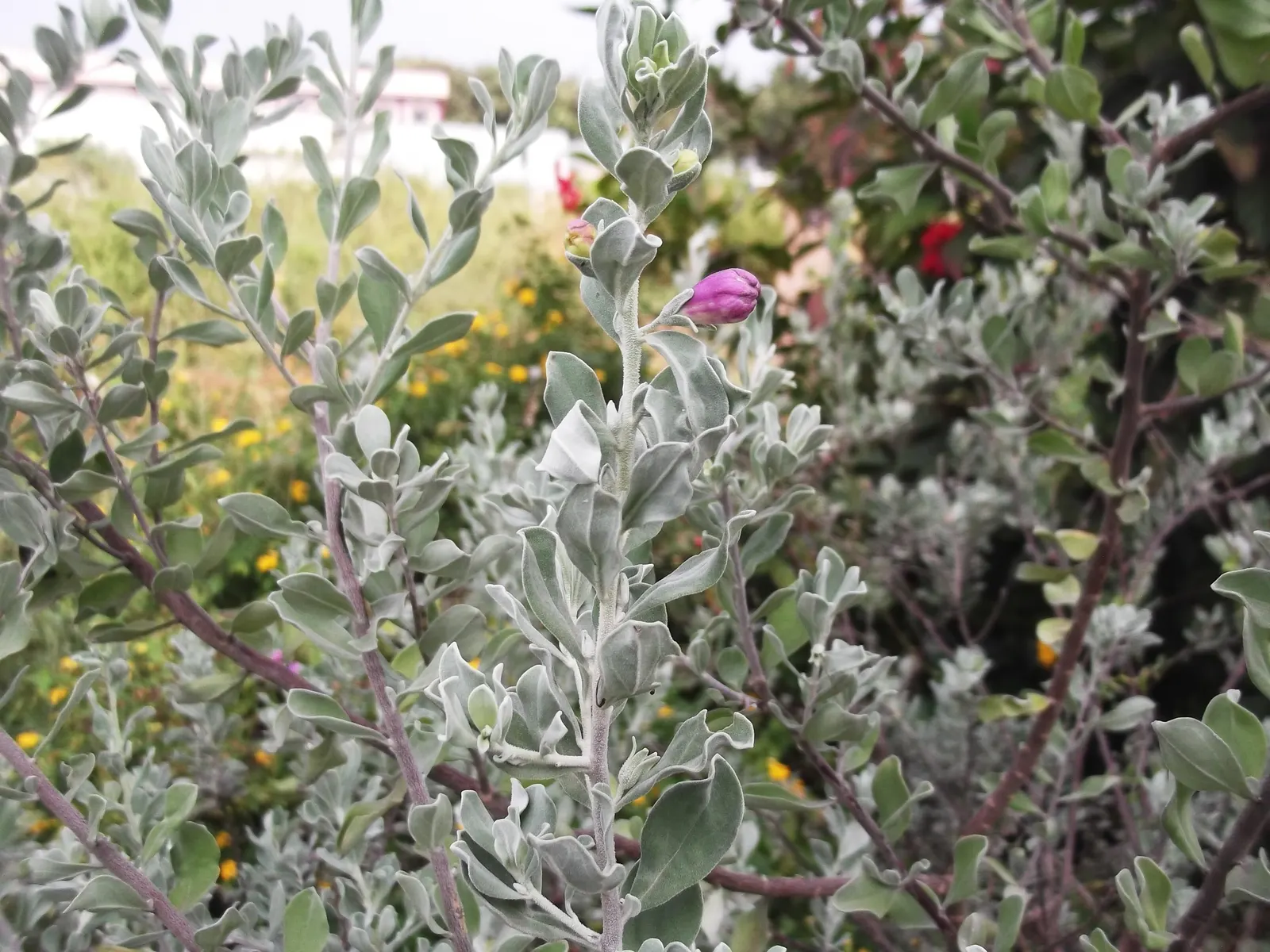 Texas Ranger (Leucophyllum Frutescens) — or white flowers that emerge following summer rainstorms; offering year-round visual interest with its, image 78