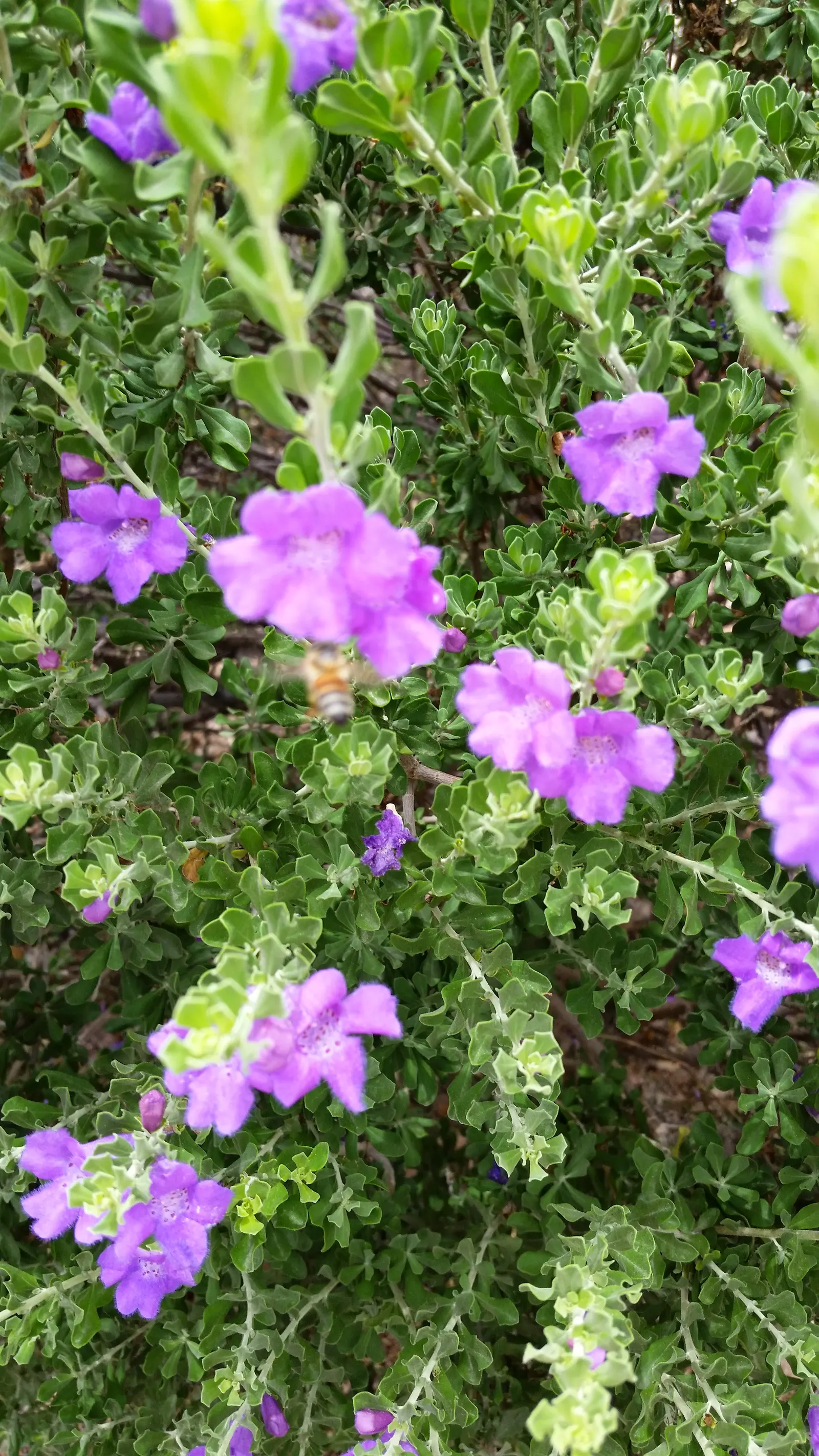 Texas Ranger (Leucophyllum Frutescens) — pink and purple flowers in the garden; ideal for xeriscaping, it's a low maintenance choice offering, image 82