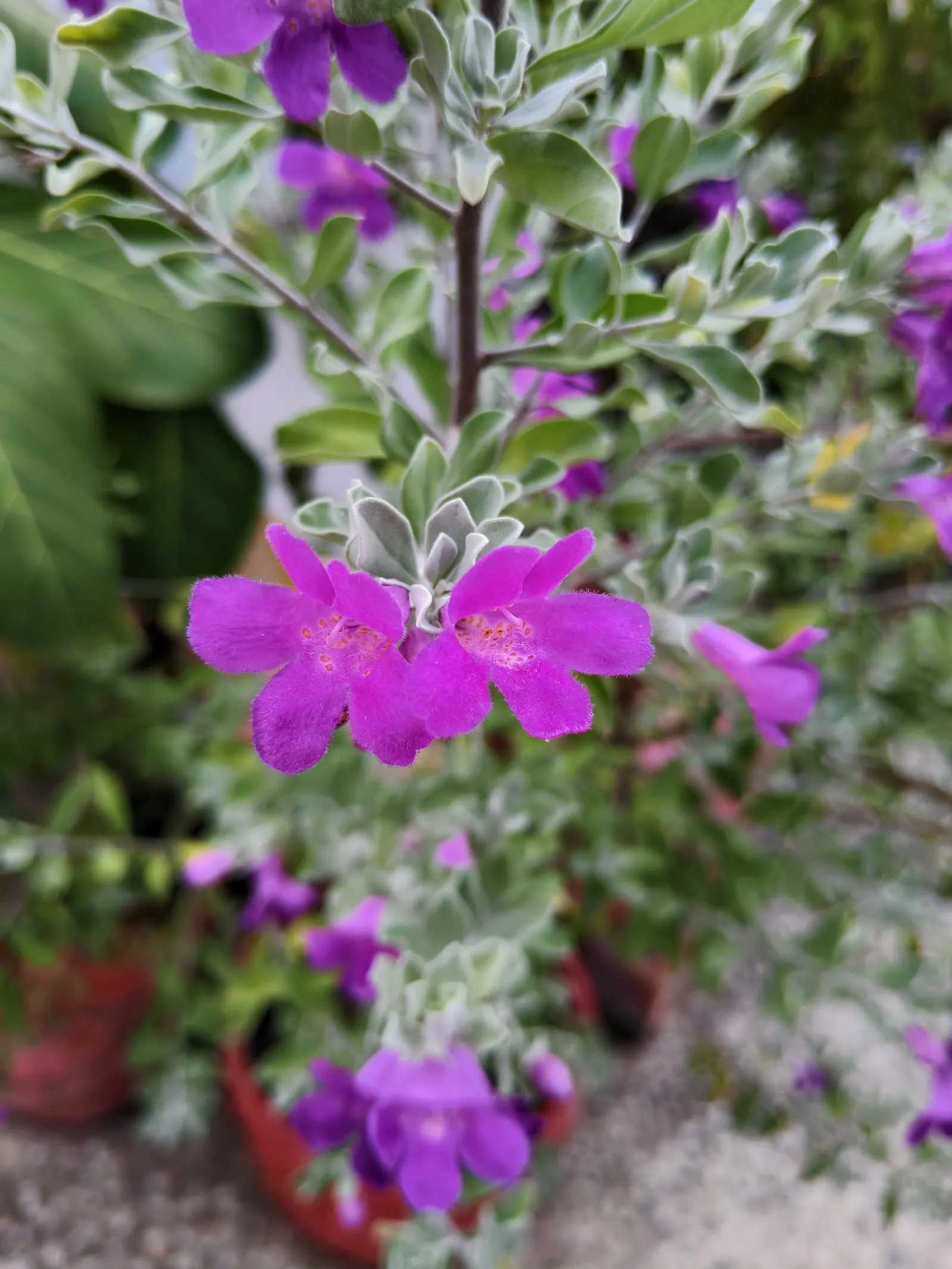 Texas Ranger (Leucophyllum Frutescens) — or white flowers that emerge following summer rainstorms; offering year-round visual interest with its, image 57