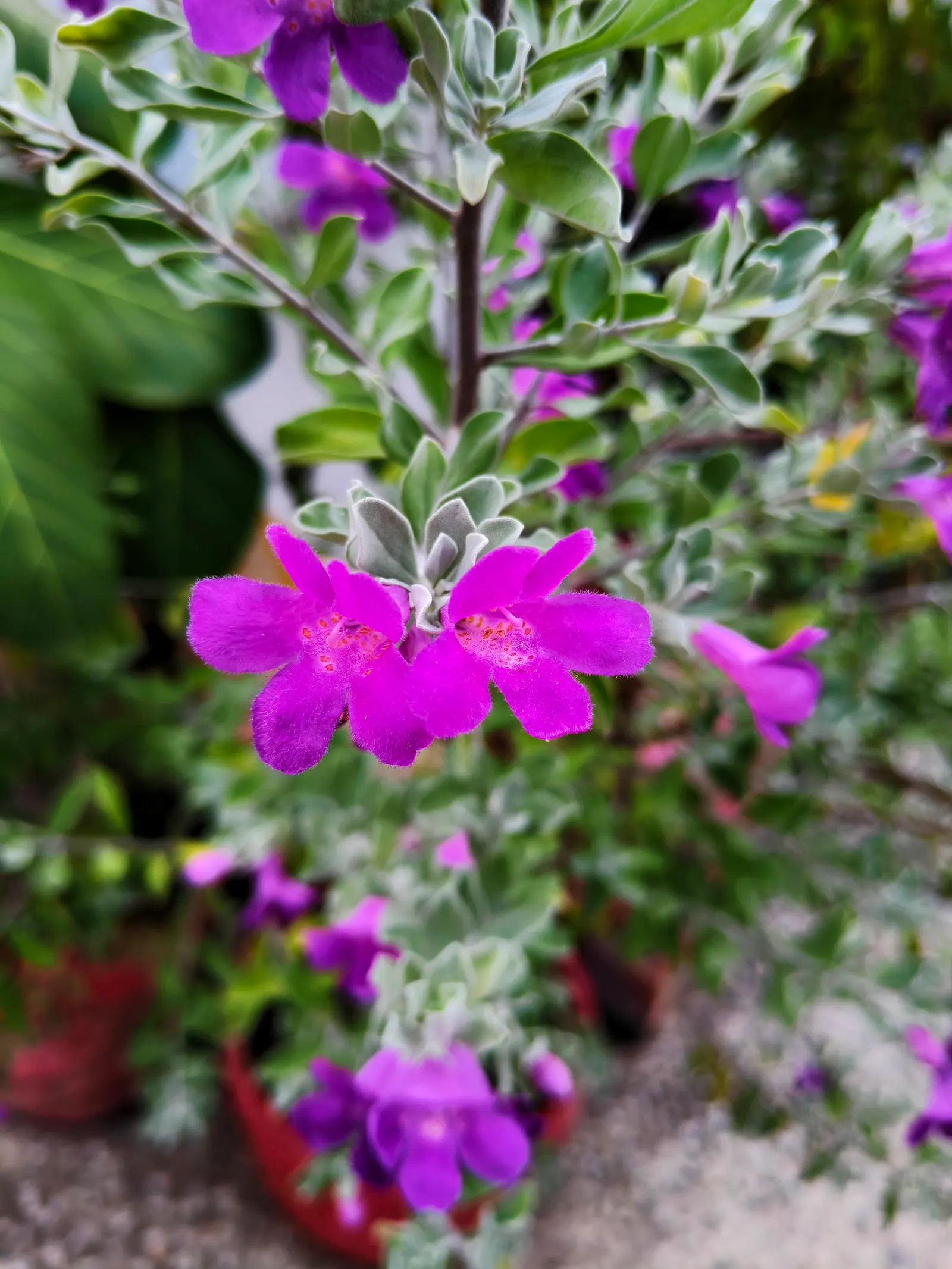 Texas Ranger (Leucophyllum Frutescens) — allowing for sufficient space when planting to accommodate their mature size; offering year-round visual, image 75