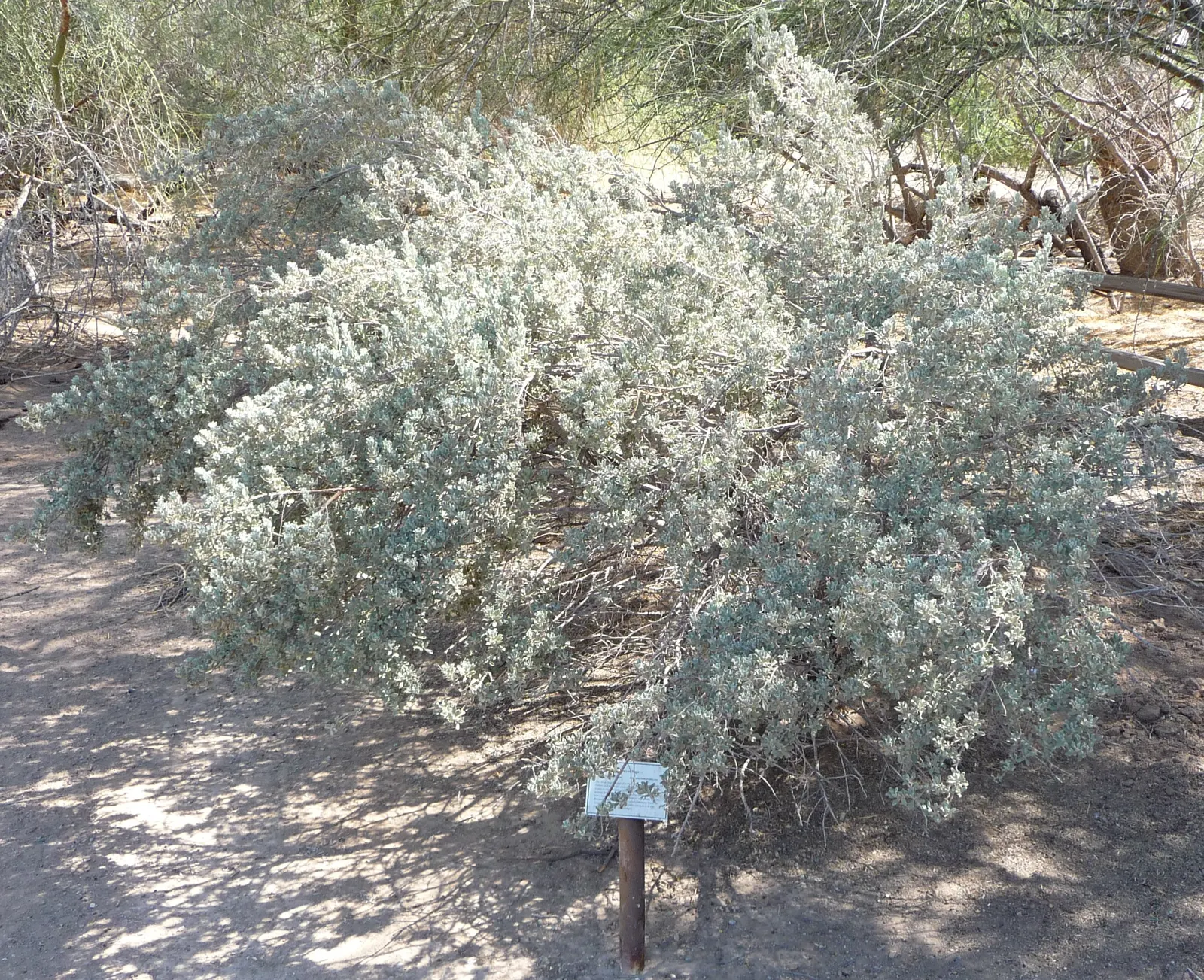 Texas Ranger (Leucophyllum Frutescens) — which serves as a backdrop for a profusion of violet; with a similar spread of 4 to 6 feet, image 77