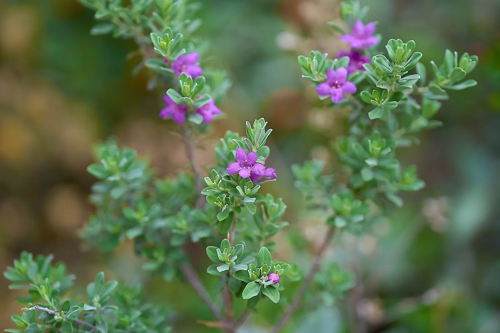 Texas Ranger (Leucophyllum Frutescens) — hence its other common name