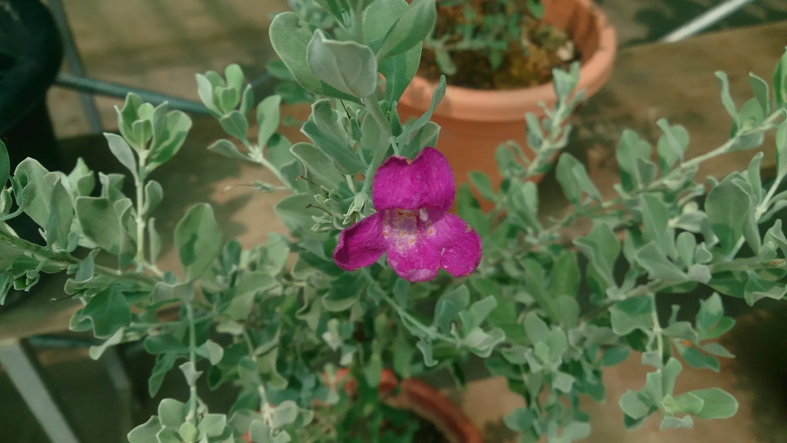 Texas Ranger (Leucophyllum Frutescens) — It typically grows 2 to 6 feet high and wide, preferring full sun and well-draining soil