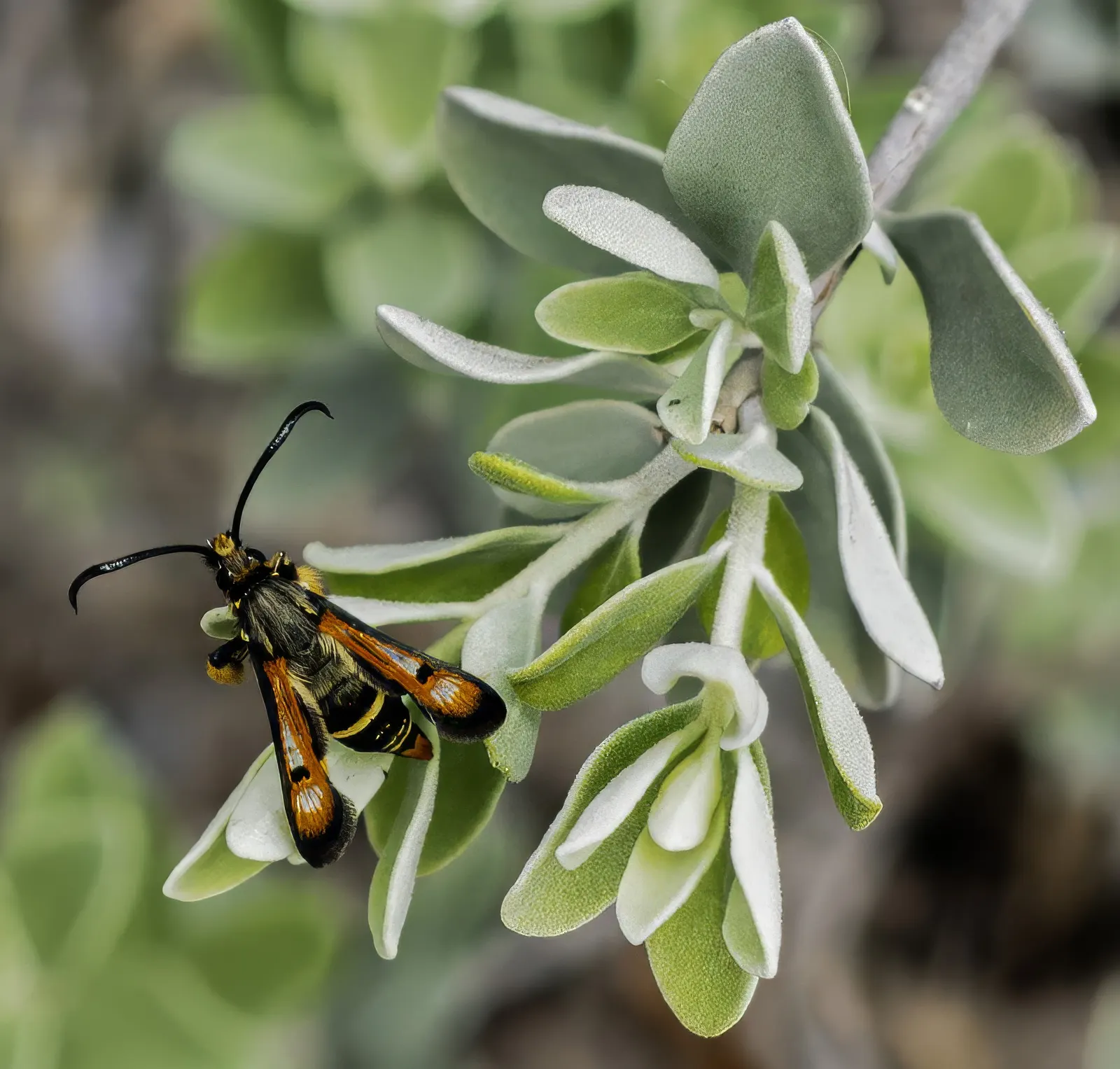 Texas Ranger (Leucophyllum Frutescens) — which serves as a backdrop for a profusion of violet; with a similar spread of 4 to 6 feet, image 56