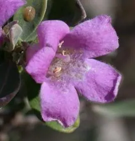 Texas Ranger (Leucophyllum Frutescens) — shrub with pink and purple blooms; with a similar spread of 4 to 6 feet, image 62