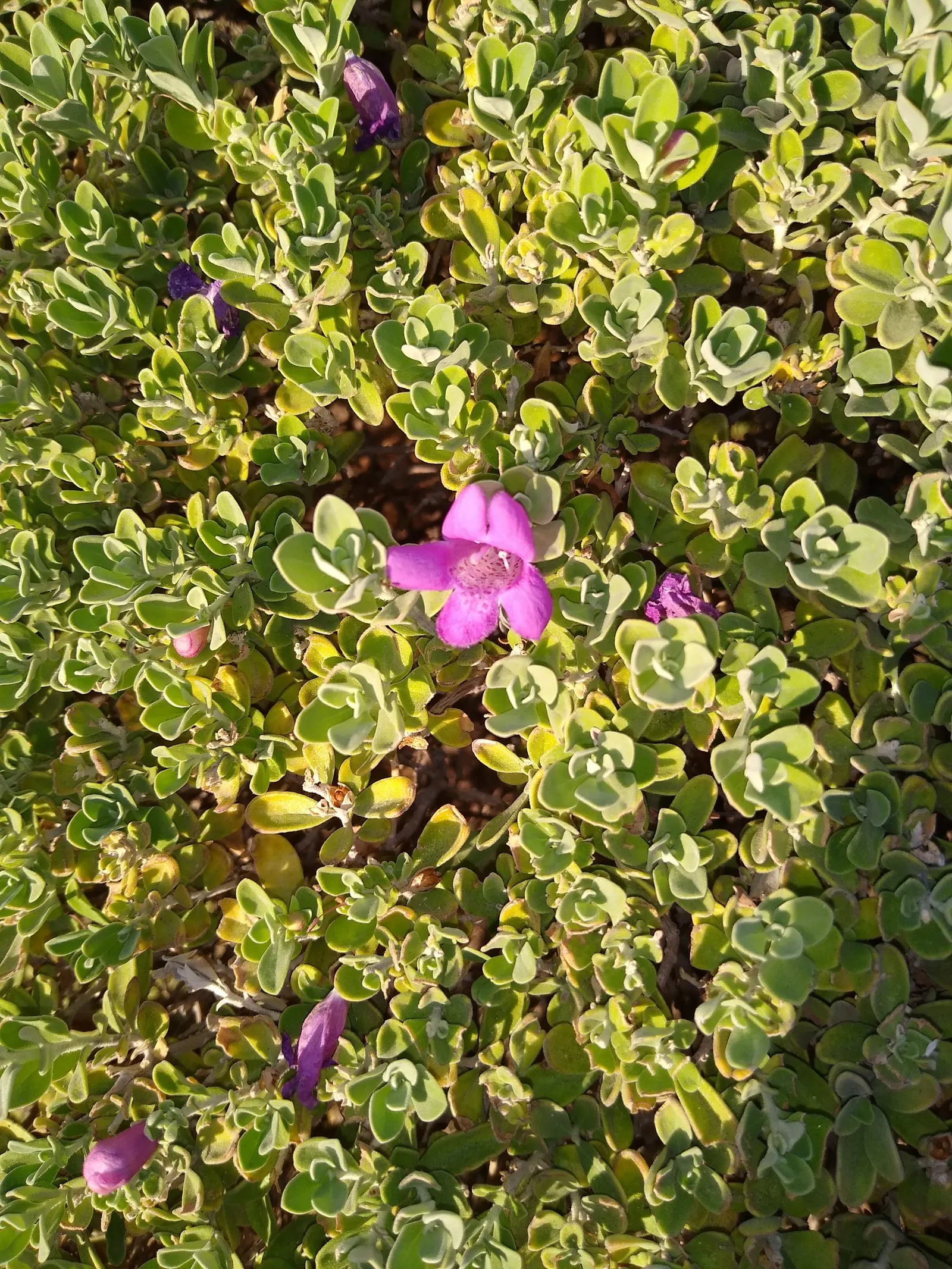 Texas Ranger (Leucophyllum Frutescens) — is a hardy evergreen shrub native to the arid regions of Southwest Texas and Mexico; with a similar spread, image 65