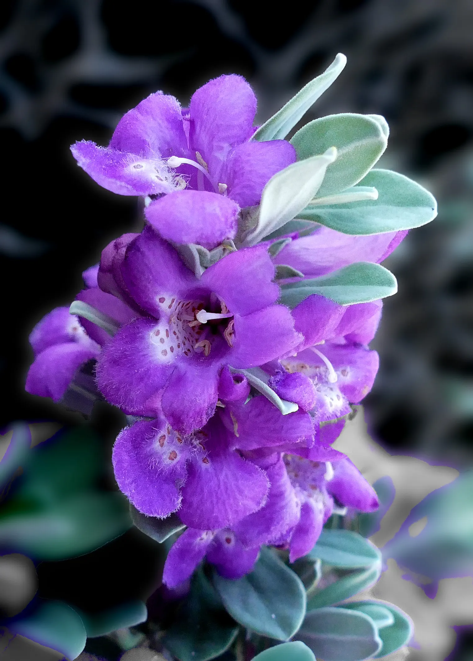 Texas Ranger (Leucophyllum Frutescens) — offering year-round visual interest with its periodic bursts of colorful allure