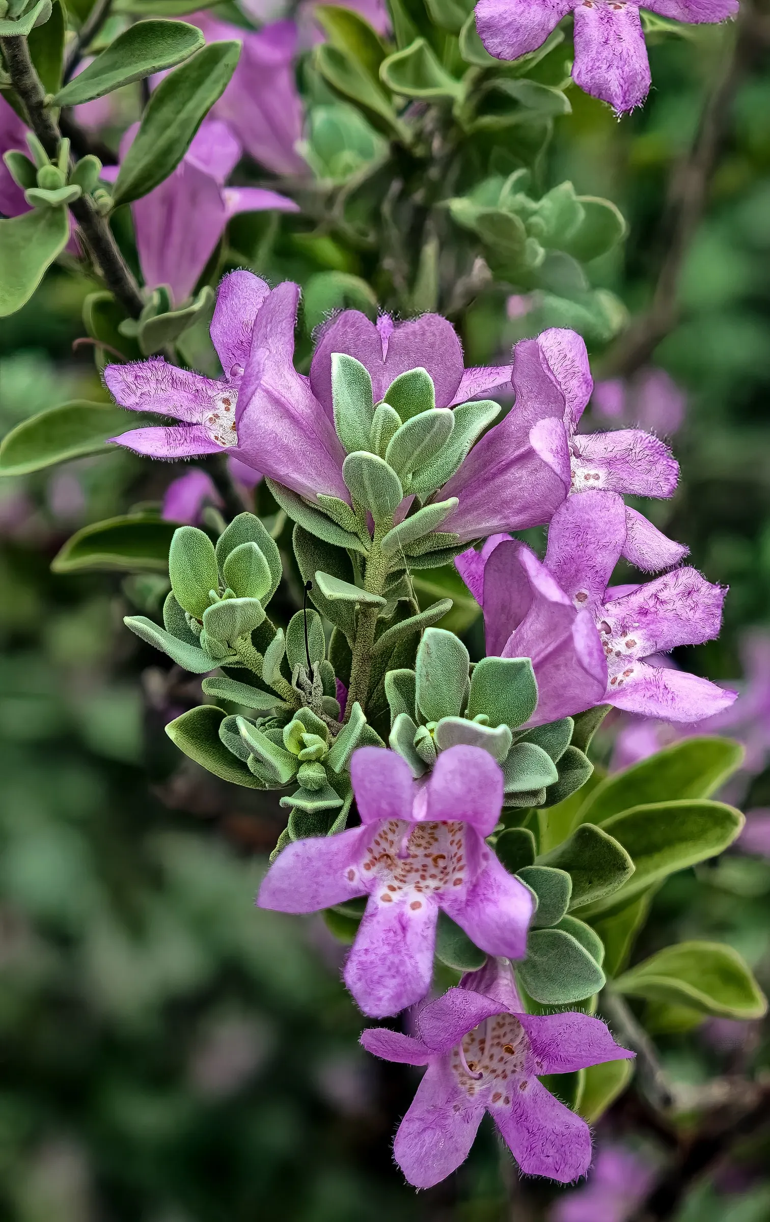Texas Ranger (Leucophyllum Frutescens) — hence its other common name; ideal for xeriscaping, it's a low maintenance choice offering year-round, image 58