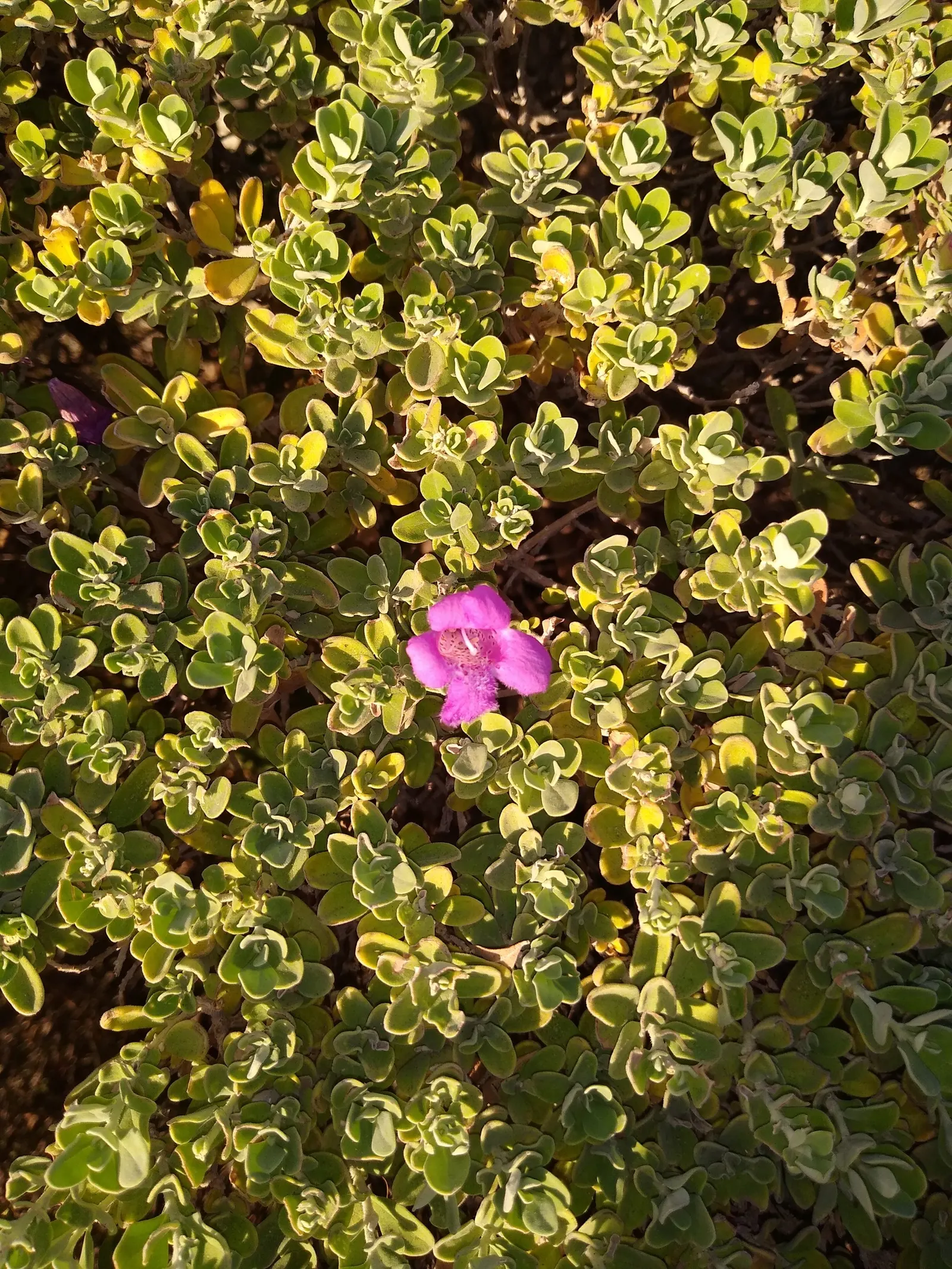 Texas Ranger (Leucophyllum Frutescens) — commonly called Texas Ranger; ideal for xeriscaping, it's a low maintenance choice offering year-round, image 64