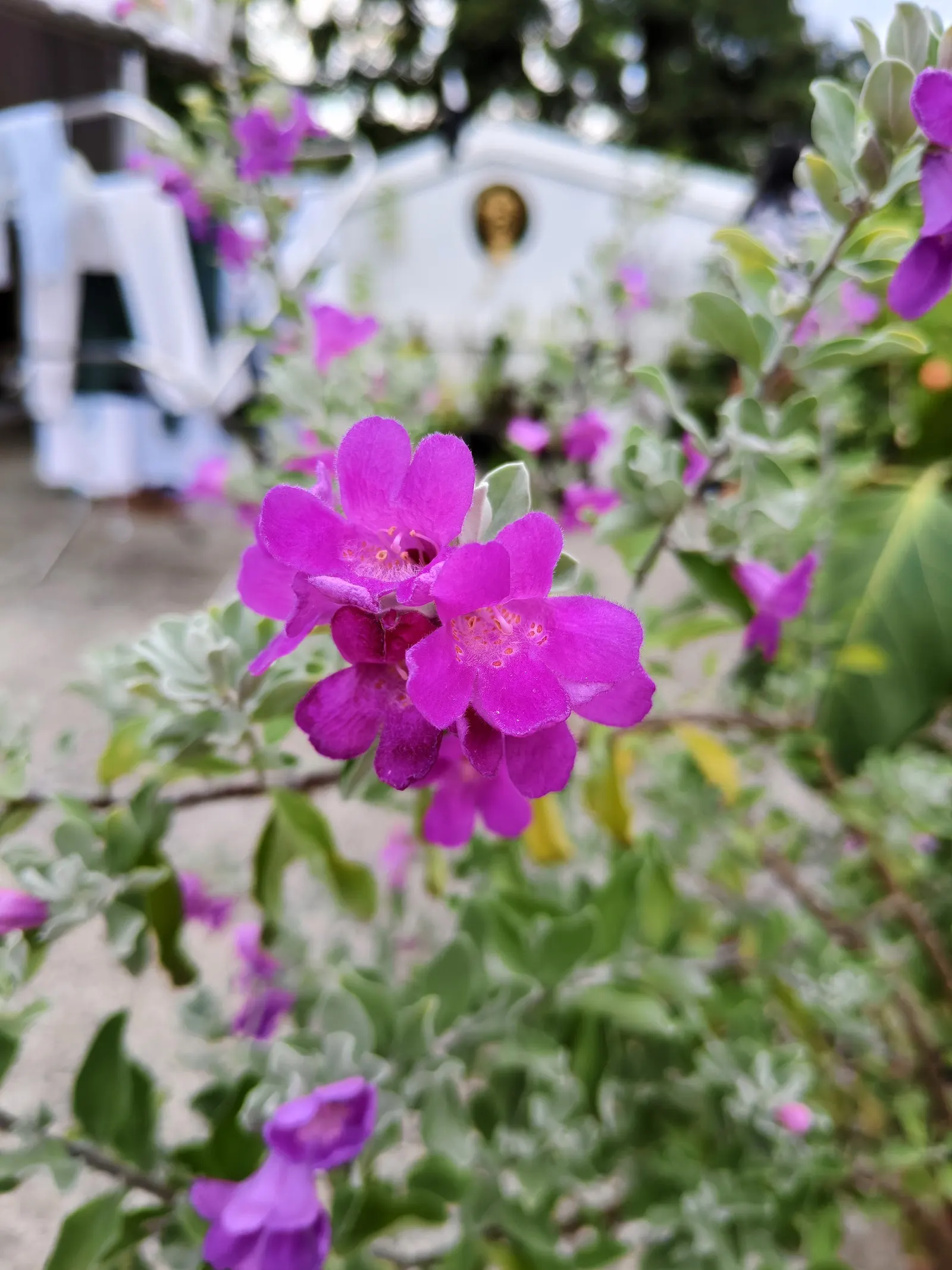 Texas Ranger (Leucophyllum Frutescens) — the Texas Ranger is highly drought-tolerant; with a similar spread of 4 to 6 feet, image 71