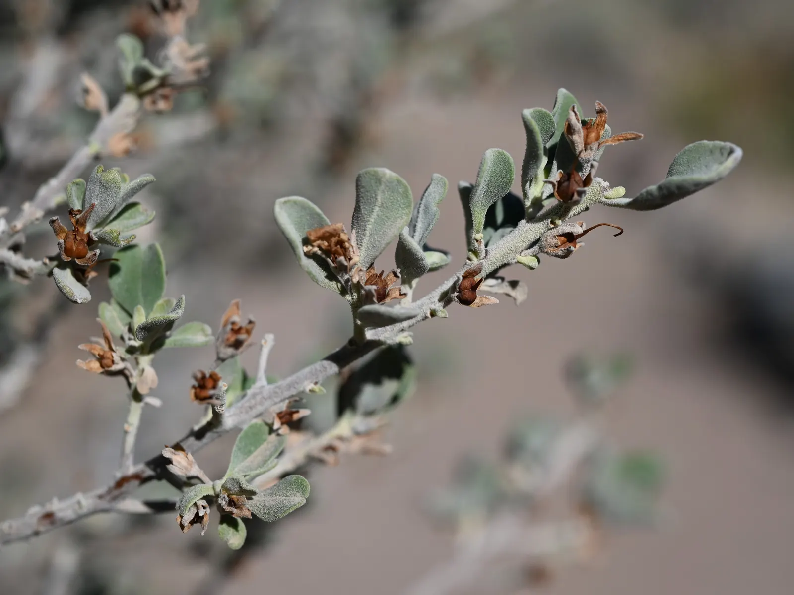 Texas Ranger (Leucophyllum Frutescens) — Pruning is seldom necessary; ideal for xeriscaping, it's a low maintenance choice offering year-round, image 55