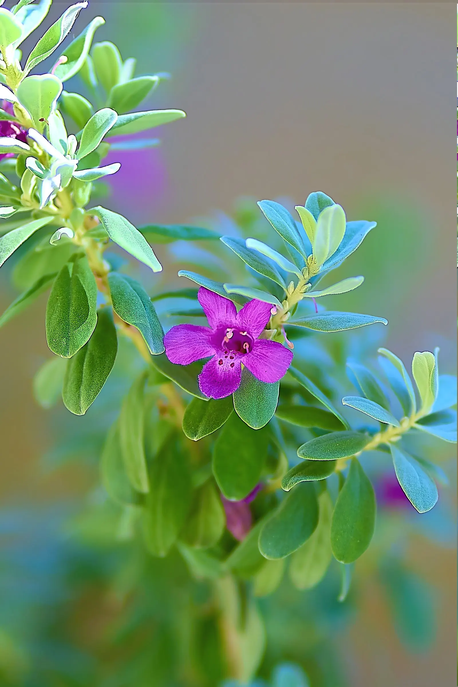 Texas Ranger (Leucophyllum Frutescens) — hence its other common name; ideal for xeriscaping, it's a low maintenance choice offering year-round, image 79