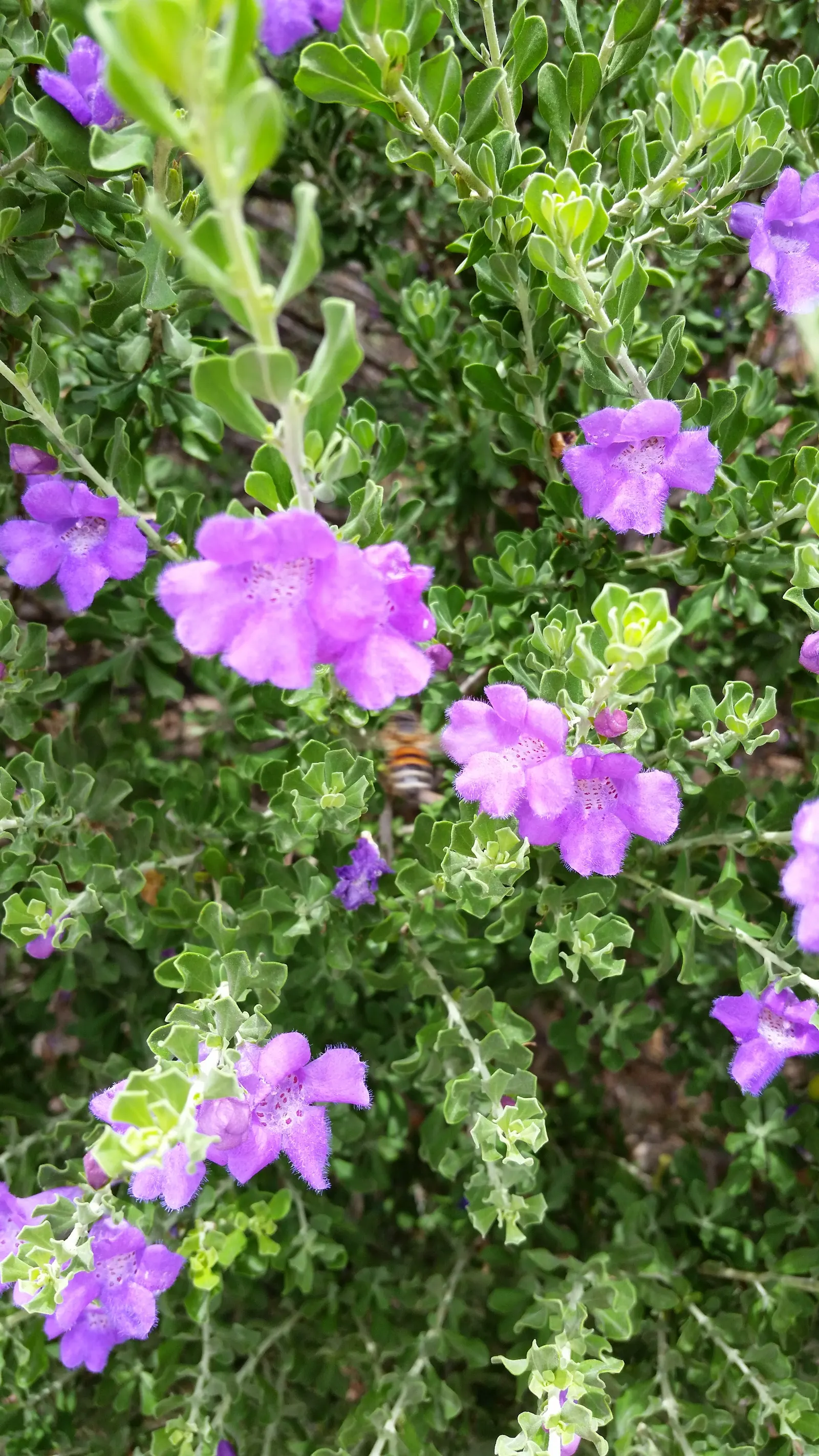 Texas Ranger (Leucophyllum Frutescens) — is a robust evergreen shrub that embodies the rugged charm of the Southwestern landscape; offering, image 69