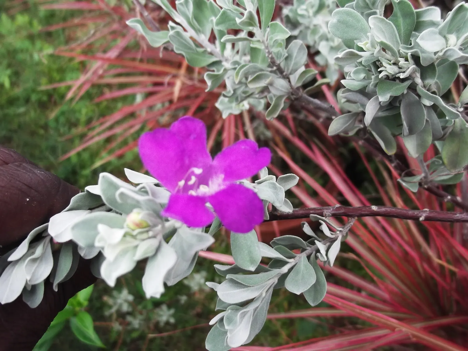 Texas Ranger (Leucophyllum Frutescens) — scientifically referred to as Leucophyllum frutescens; with a similar spread of 4 to 6 feet, image 68