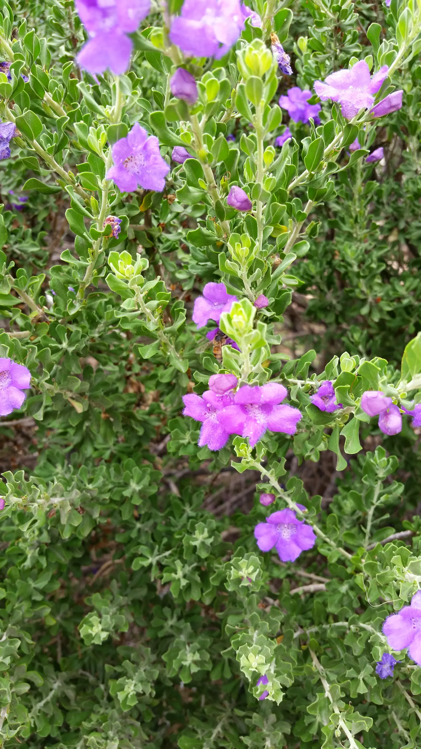 Texas Ranger (Leucophyllum Frutescens) — the Texas Ranger is an optimal selection; with a similar spread of 4 to 6 feet, image 80