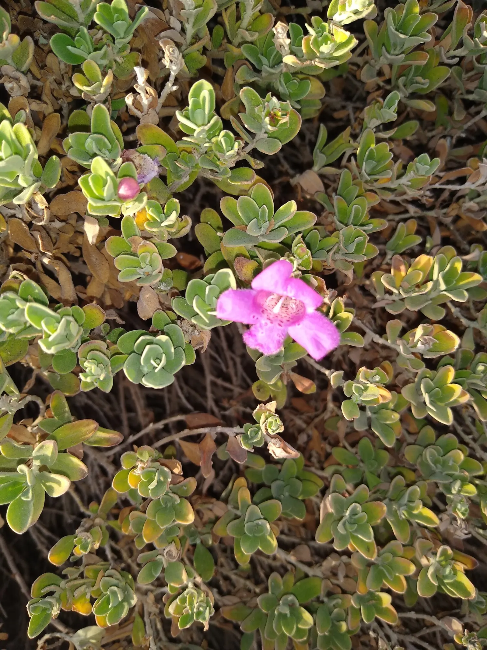 Texas Ranger (Leucophyllum Frutescens) — shrub for full; offering year-round visual interest with its periodic bursts of colorful allure, image 63