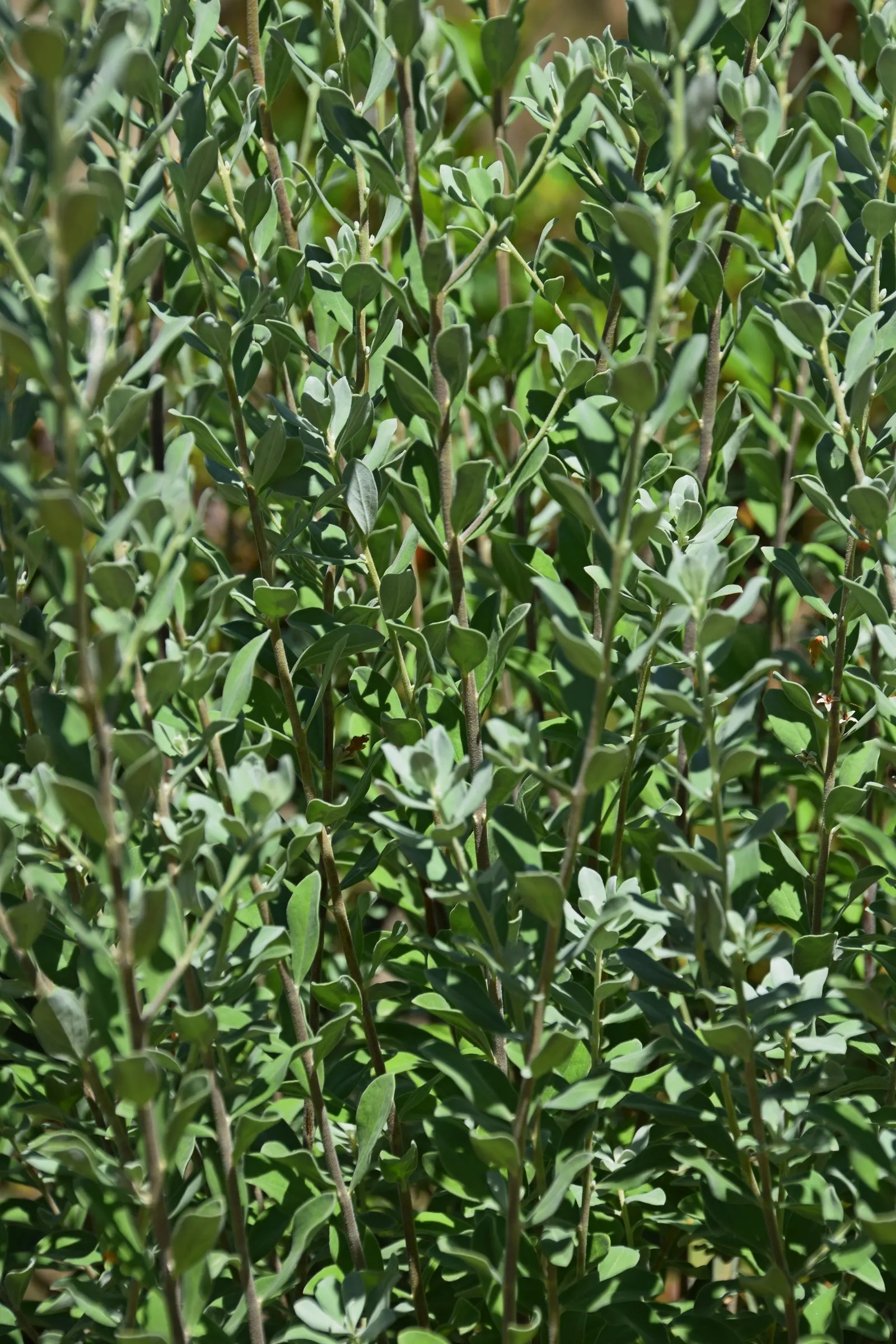 Texas Ranger (Leucophyllum Frutescens) — It\'s well-suited for xeriscaping; ideal for xeriscaping, it's a low maintenance choice offering, image 73