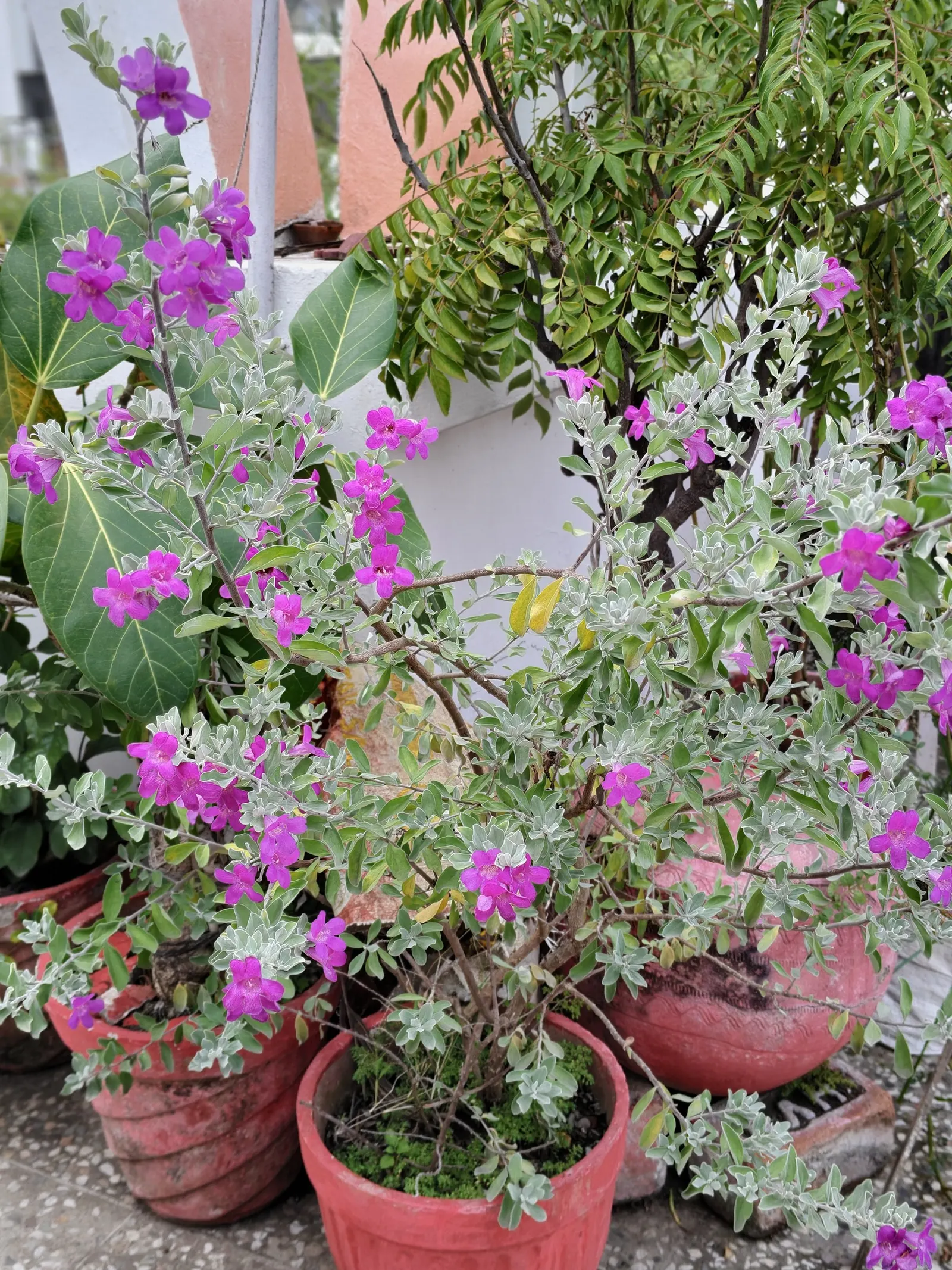 Texas Ranger (Leucophyllum Frutescens) — Thriving in USDA hardiness zones 8-11; ideal for xeriscaping, it's a low maintenance choice offering, image 70