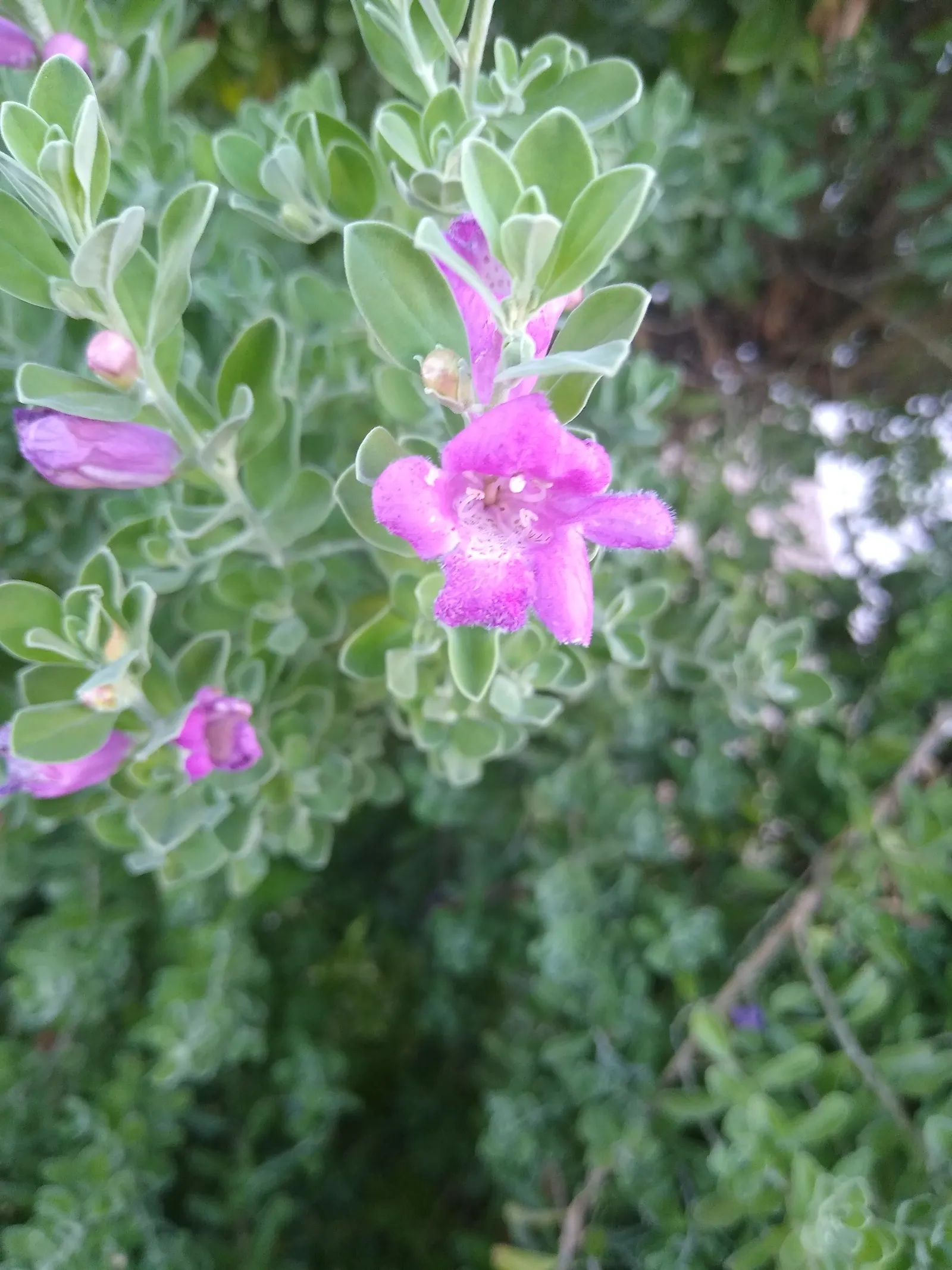Texas Ranger (Leucophyllum Frutescens) — the Texas Ranger is an optimal selection; with a similar spread of 4 to 6 feet, image 59