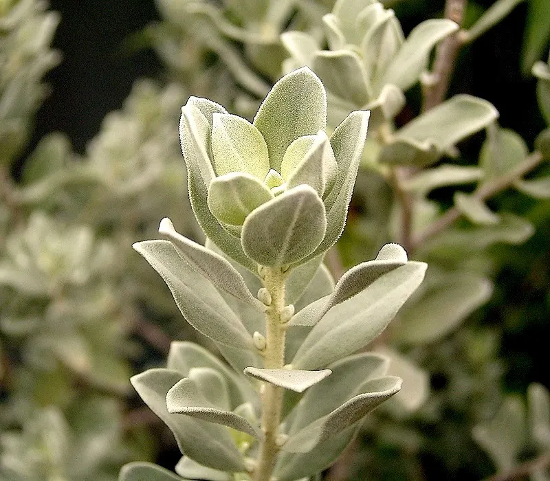 Texas Ranger (Leucophyllum Frutescens) — the Texas Ranger is an optimal selection