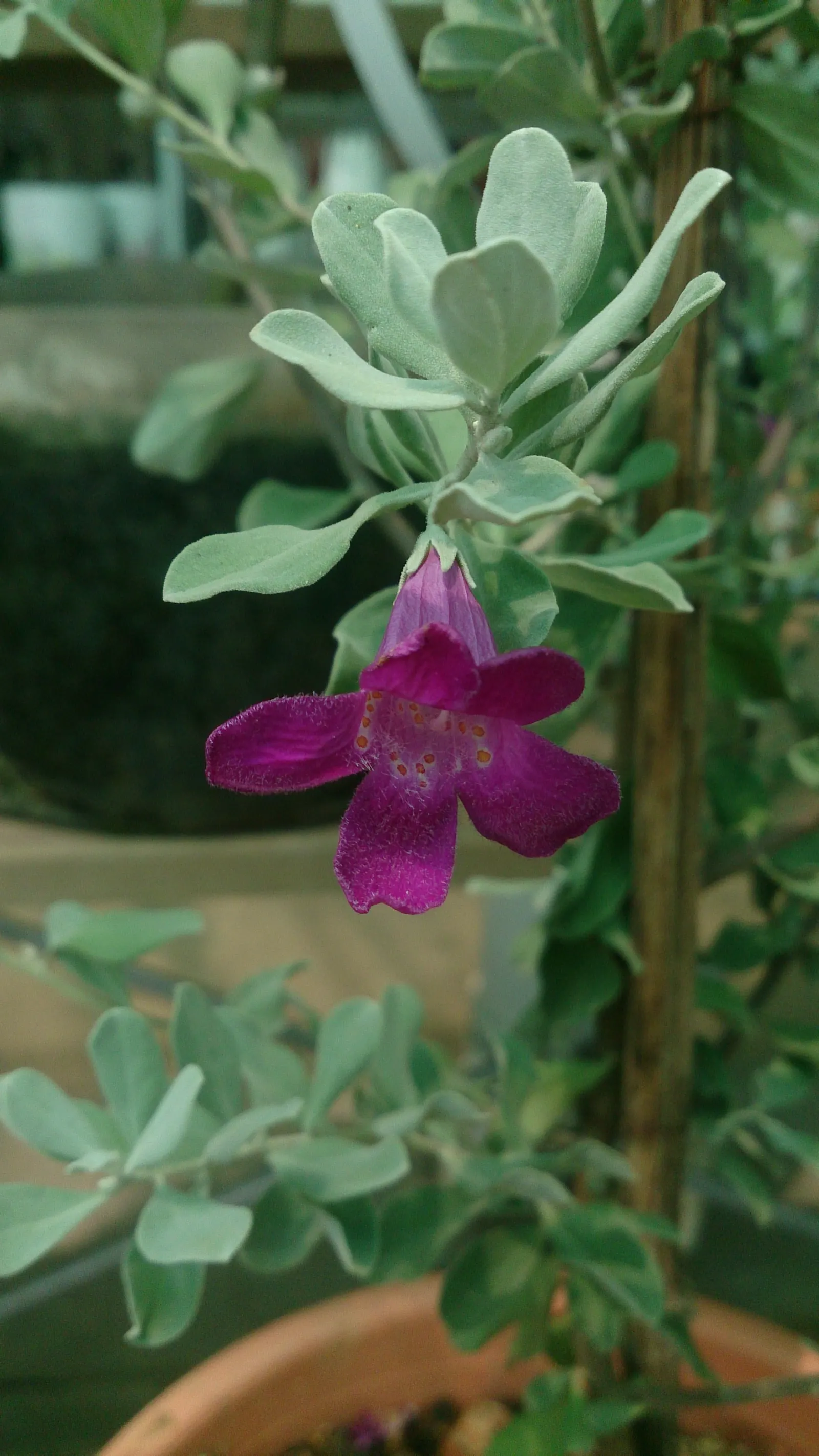 Texas Ranger (Leucophyllum Frutescens) — which serves as a backdrop for a profusion of violet