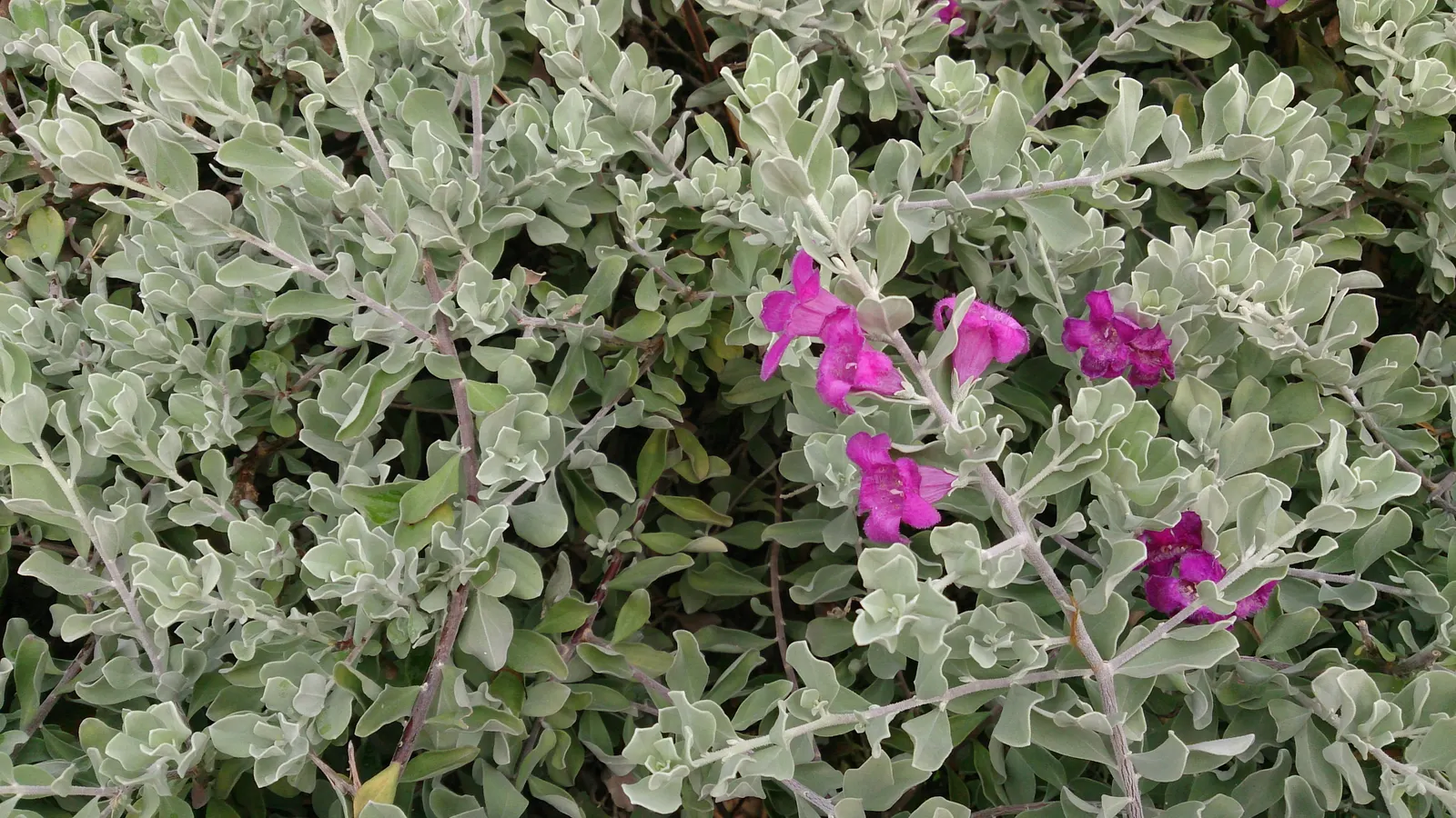 Texas Ranger (Leucophyllum Frutescens) — Pruning is seldom necessary; ideal for xeriscaping, it's a low maintenance choice offering year-round, image 76