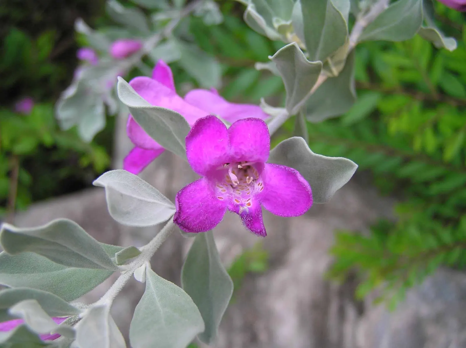 Texas Ranger (Leucophyllum Frutescens) — Ideal for xeriscaping, it's a low maintenance choice offering year-round interest and wildlife attraction, image 67