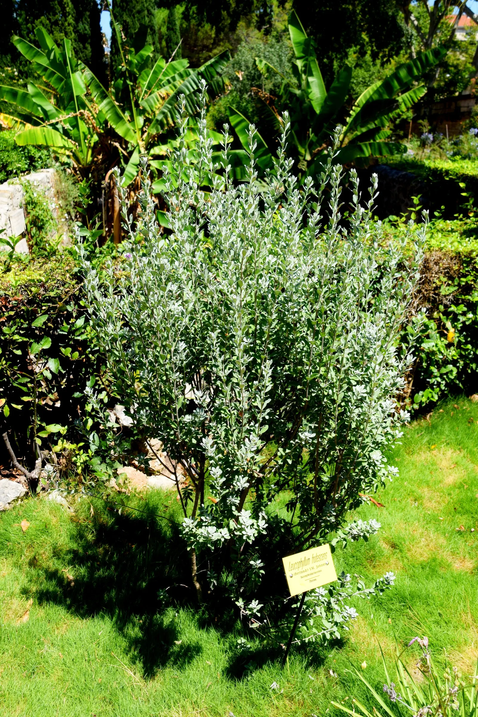 Texas Ranger (Leucophyllum Frutescens) — requiring minimal irrigation once established; offering year-round visual interest with its periodic, image 72
