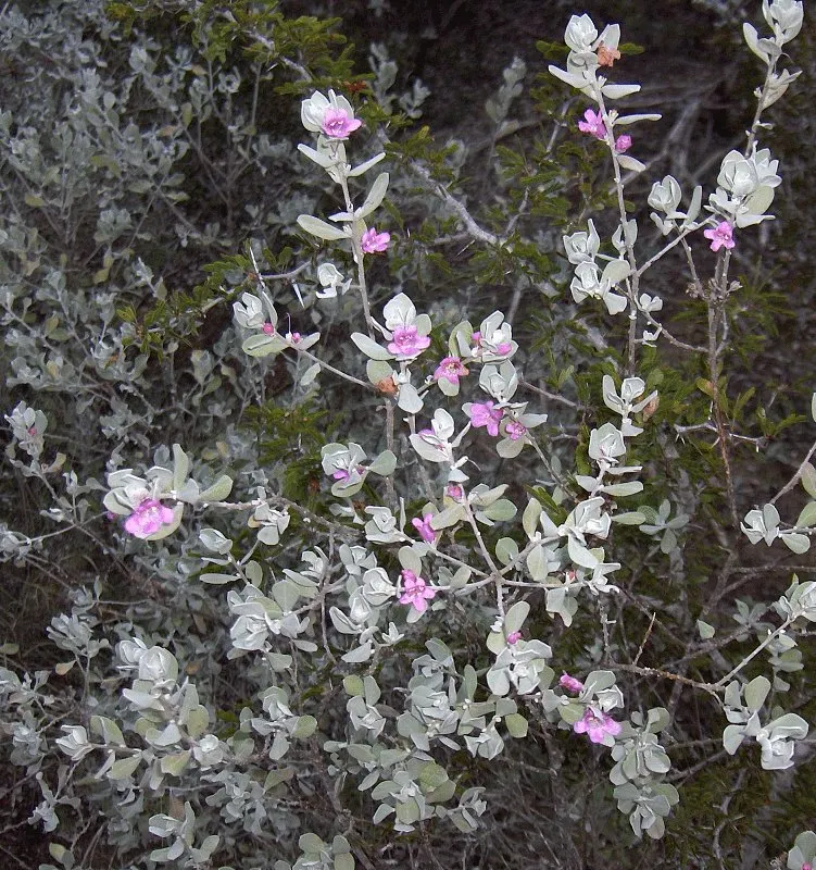 Texas Ranger (Leucophyllum Frutescens) — Ideal for xeriscaping, it's a low maintenance choice offering year-round interest and wildlife attraction, image 46