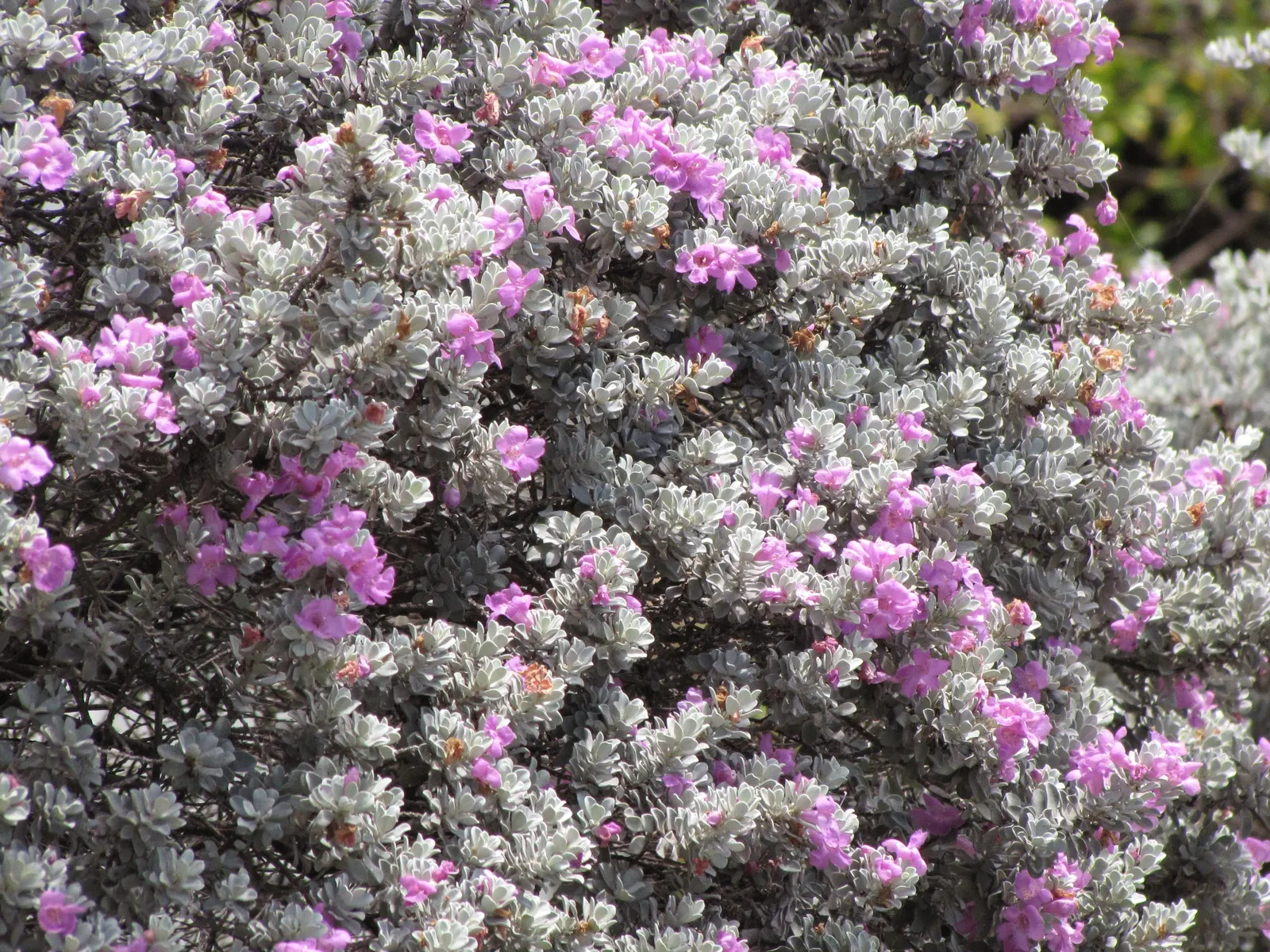 Texas Ranger (Leucophyllum Frutescens) — the Texas Ranger is highly drought-tolerant; with a similar spread of 4 to 6 feet