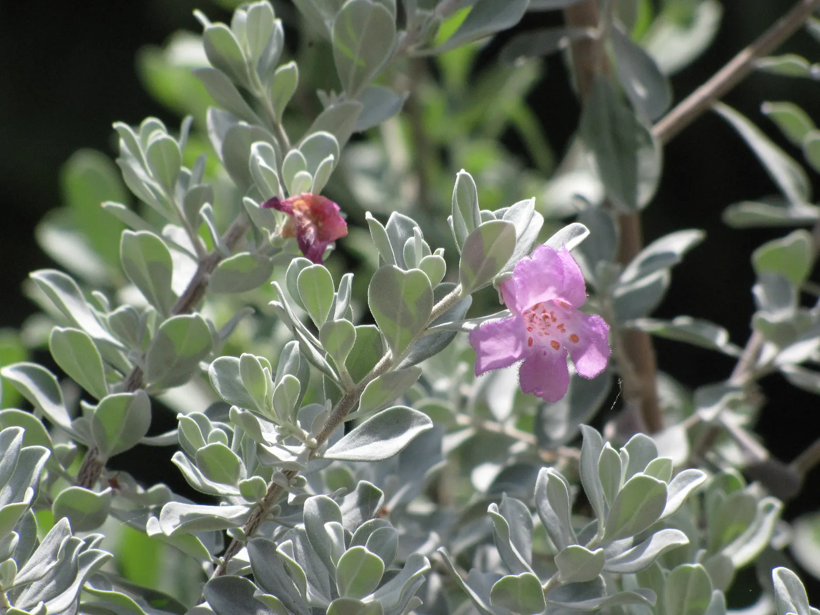 Texas Ranger (Leucophyllum Frutescens) — It typically grows 2 to 6 feet high and wide, preferring full sun and well-draining soil; offering, image 66