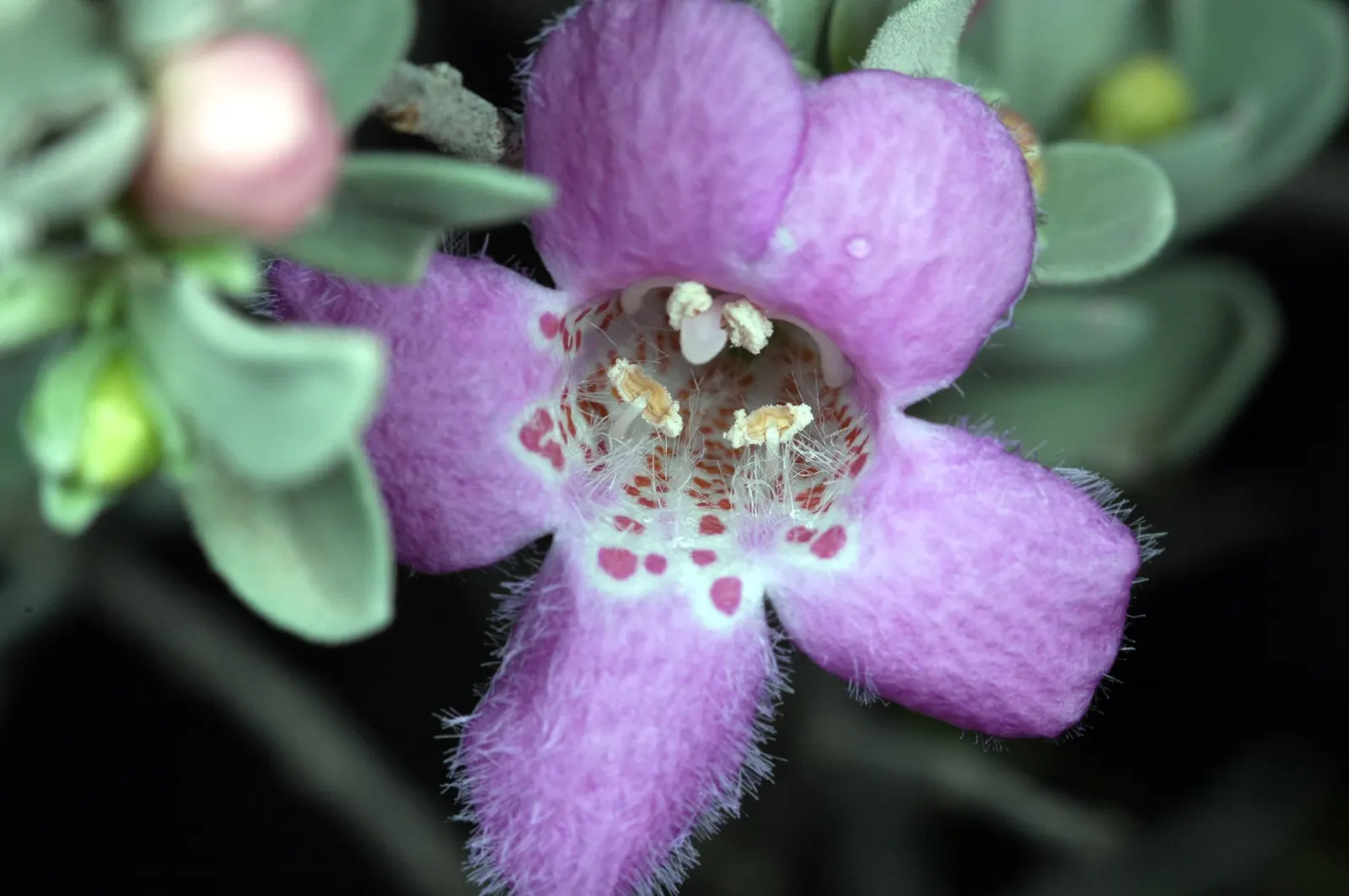 Texas Ranger (Leucophyllum Frutescens) — scientifically referred to as Leucophyllum frutescens; with a similar spread of 4 to 6 feet, image 47